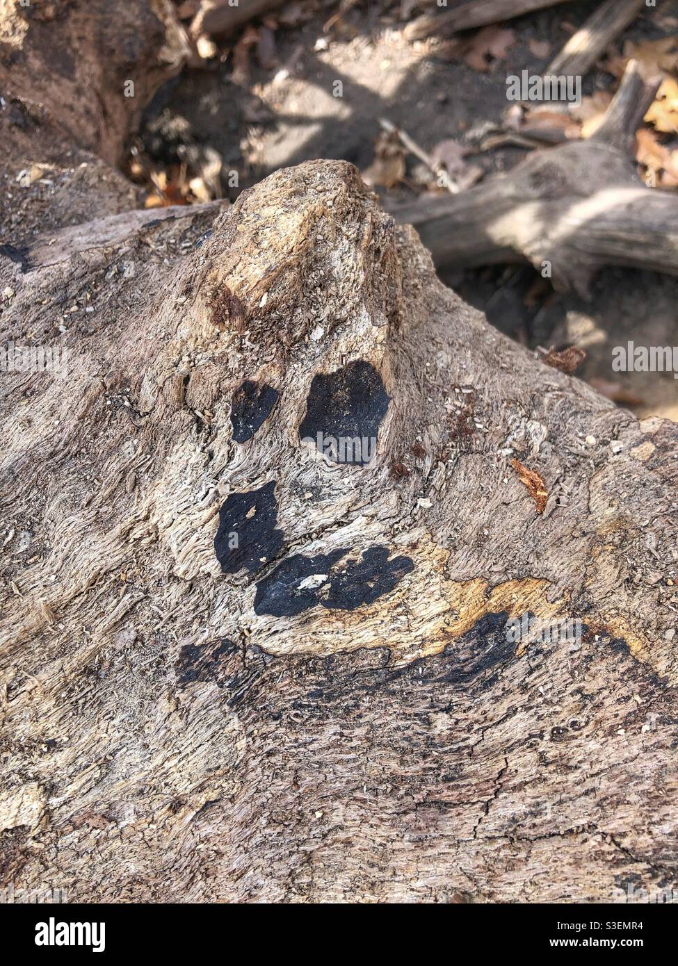 A smiley face on a tree stump. - Smartphone Captured Stock Image