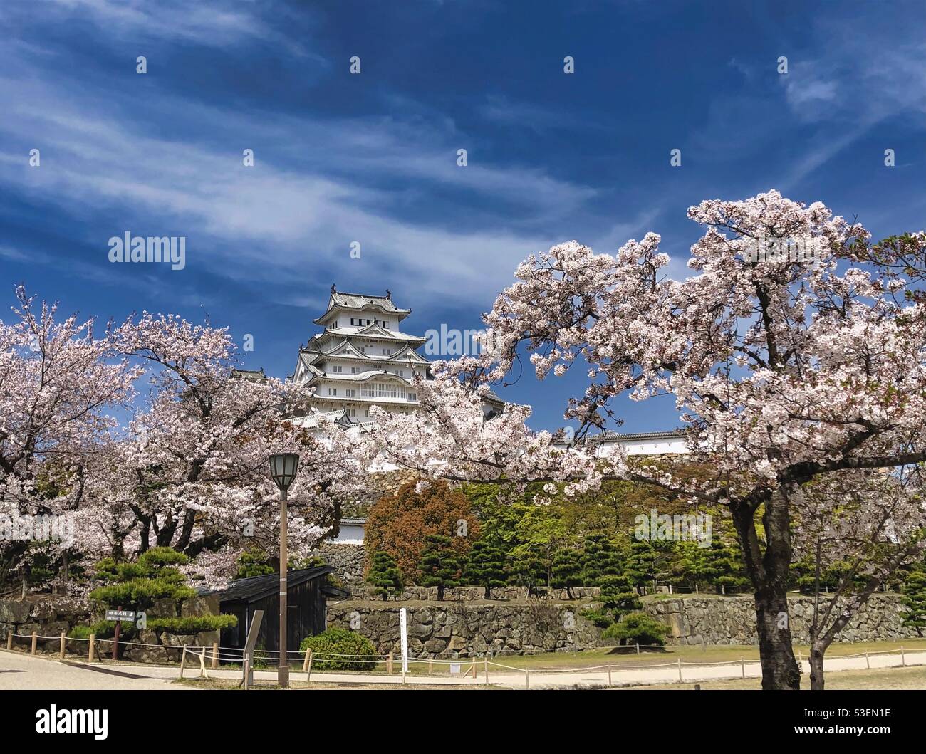 Himeji Castle surrounded by blossoming sakuras, Japan. - Smartphone Captured Stock Image