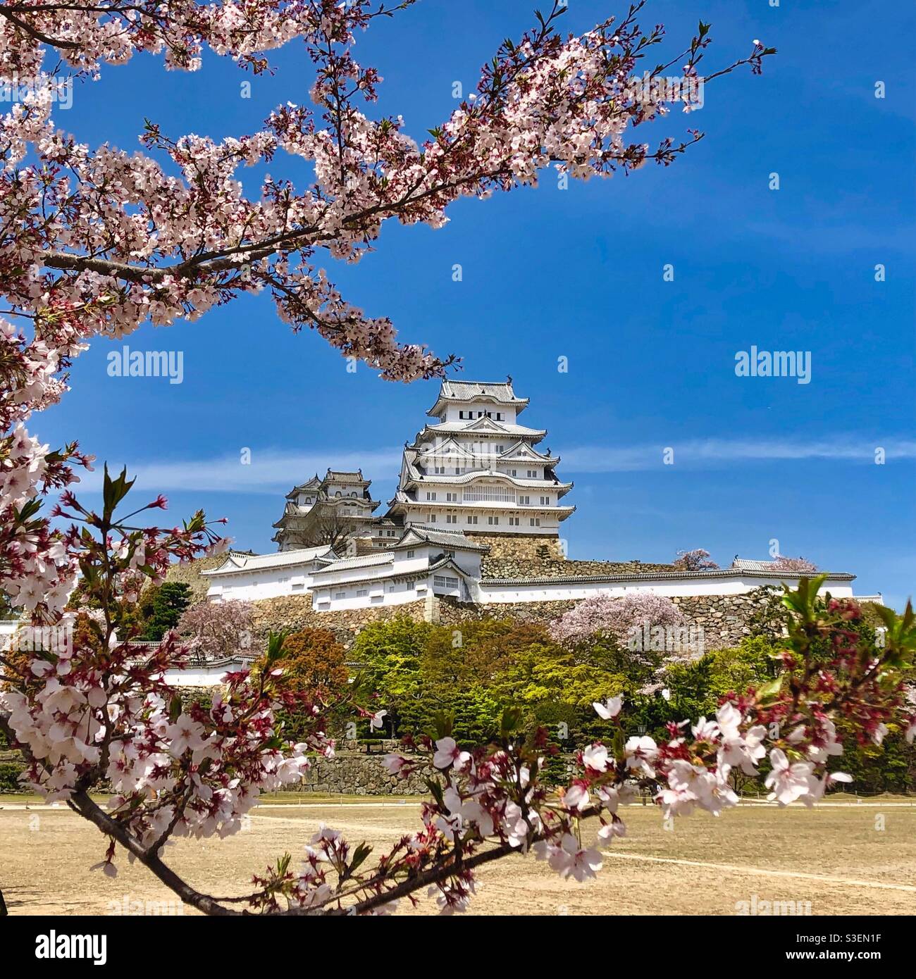 Himeji Castle with blossoming sakura flowers in the foreground, Japan. - Smartphone Captured Stock Image