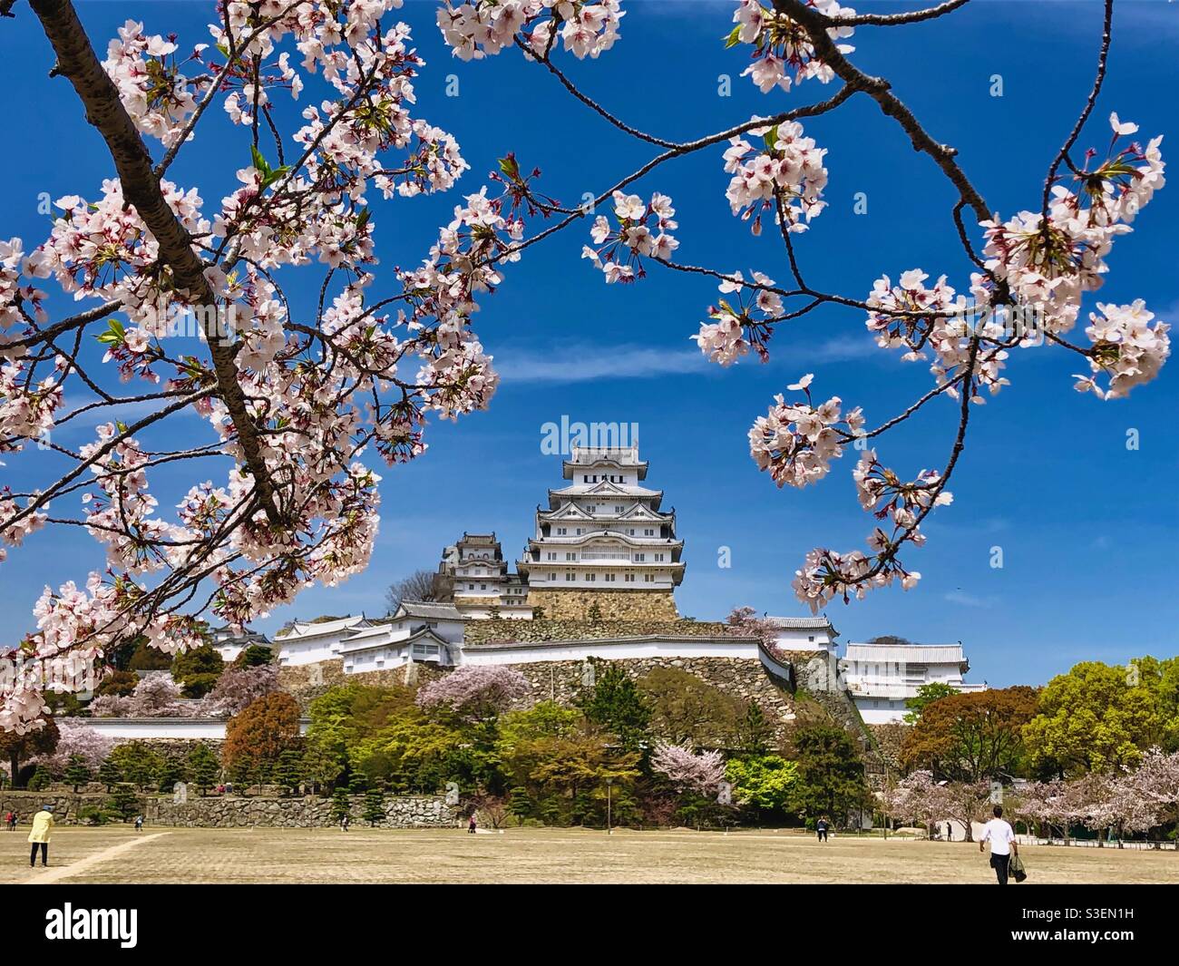 Himeji Castle with blossoming pink sakura flowers, Japan. - Smartphone Captured Stock Image