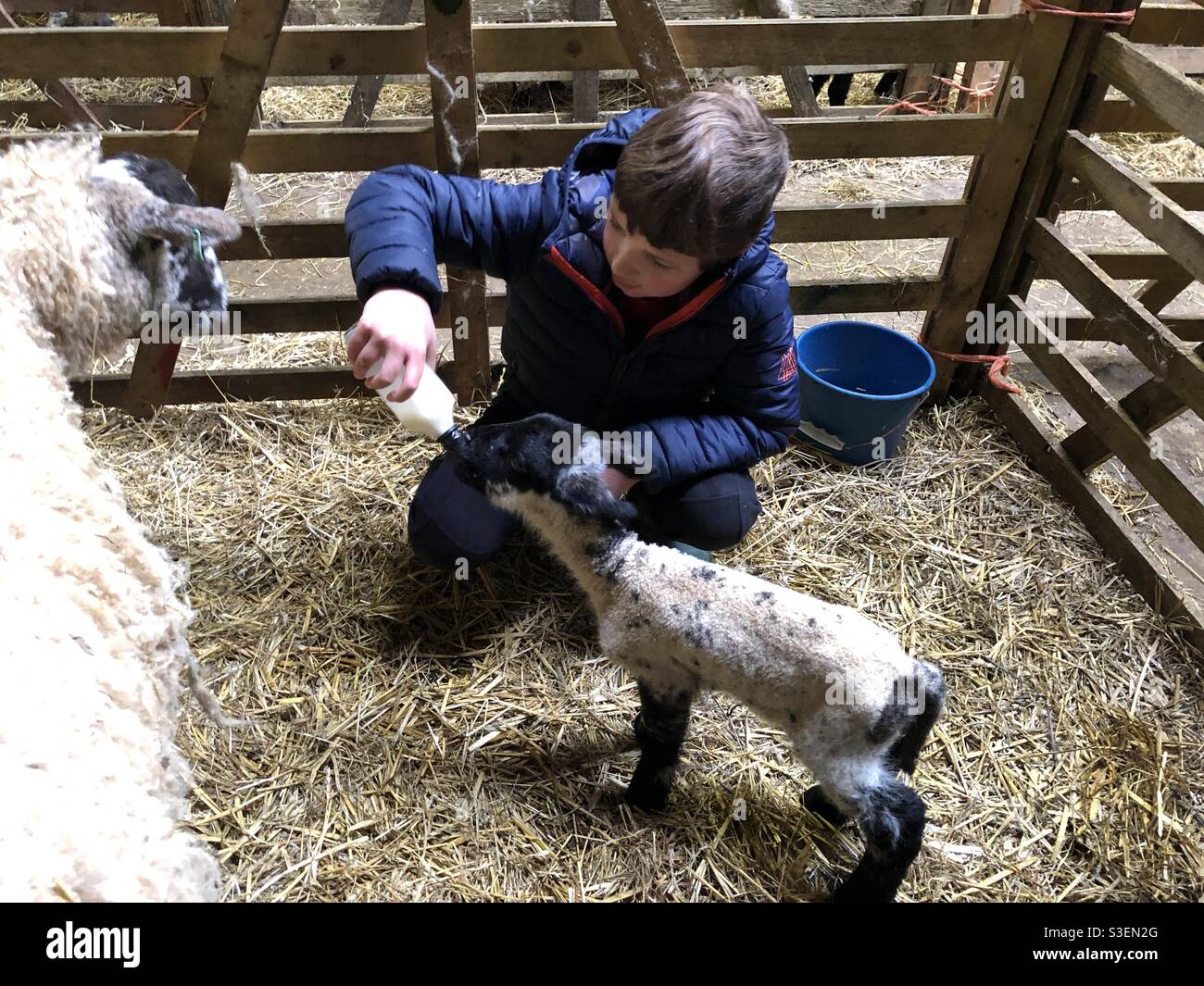 Eight year old boy feeding a lamb with a bottle of milk on a farm, United Kingdom Stock Photo