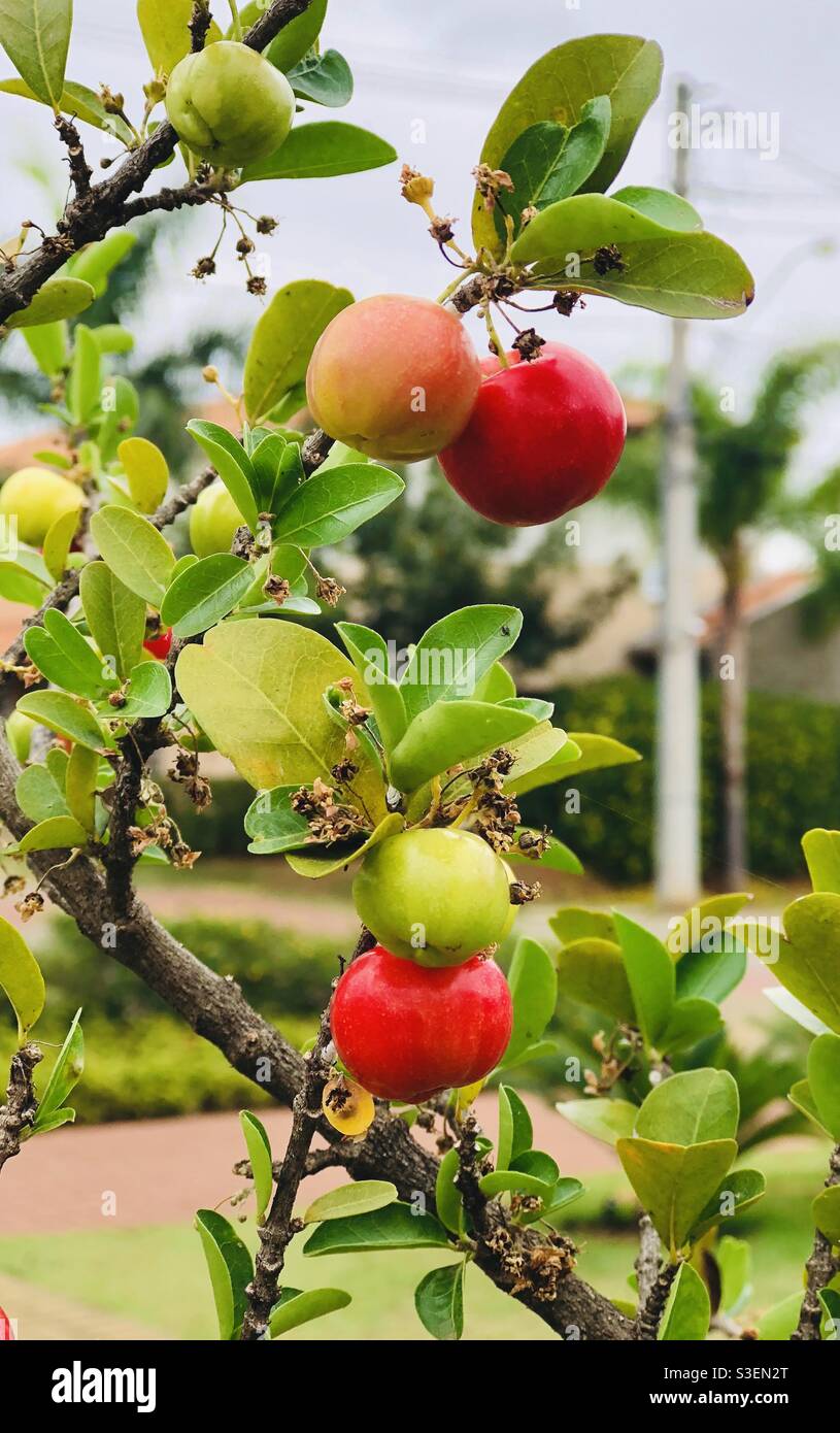 Barbados cherry tree Stock Photo
