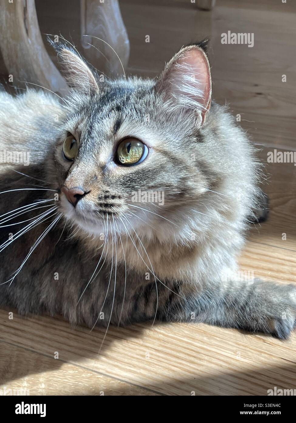 Tabby cat looking to the side with bright sunlight on green eyes - Smartphone Captured Stock Image