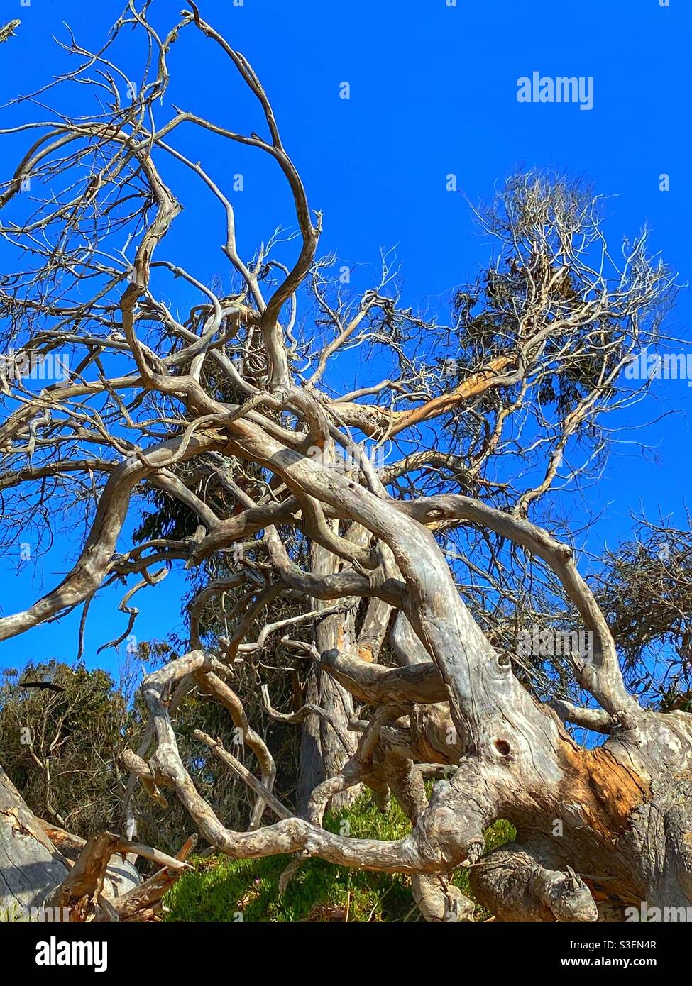 Gnarly tree  in Pizmo Beach ,California - Smartphone Captured Stock Image