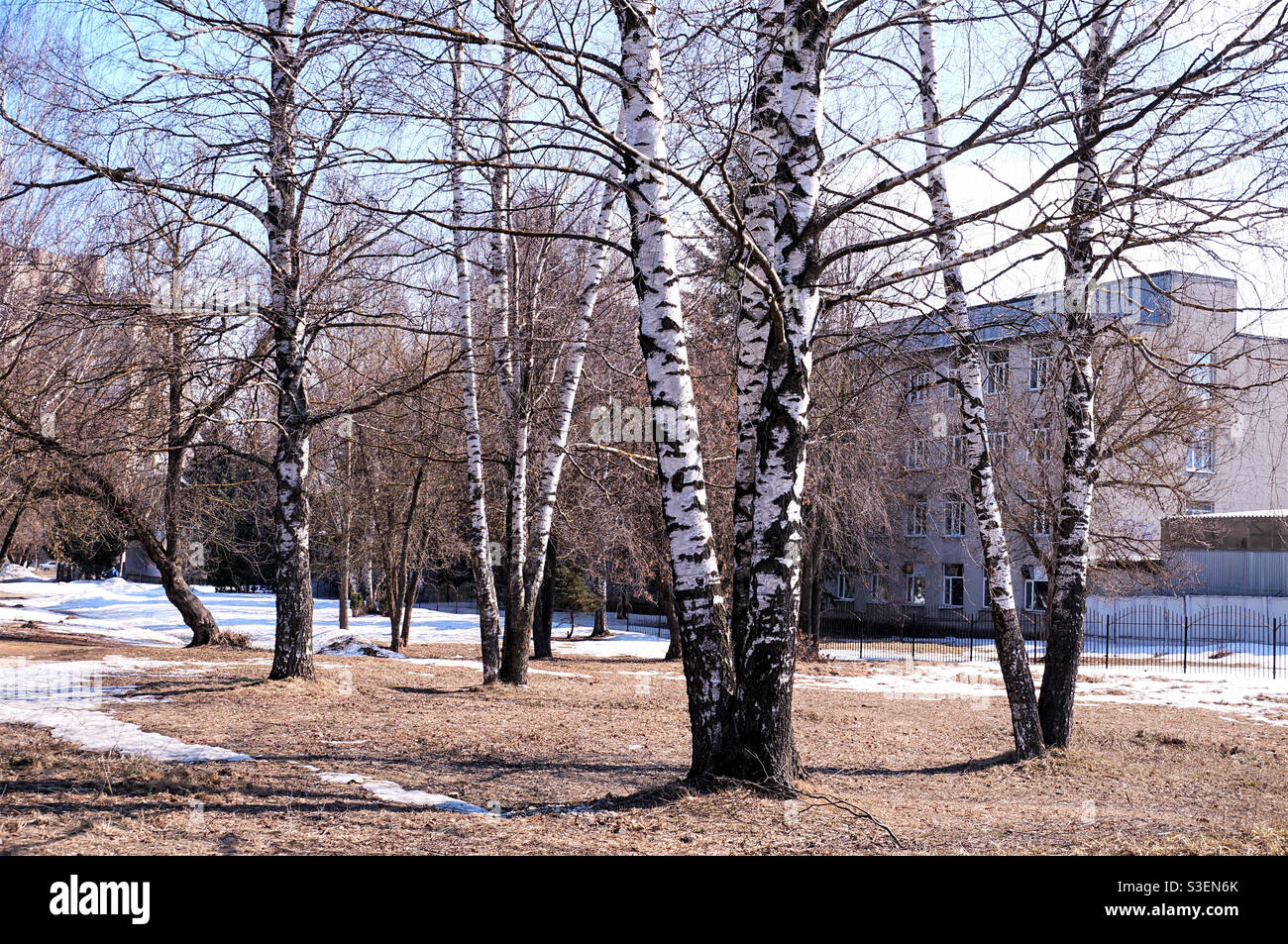 Birch trees on a sunny day in early spring - Smartphone Captured Stock Image