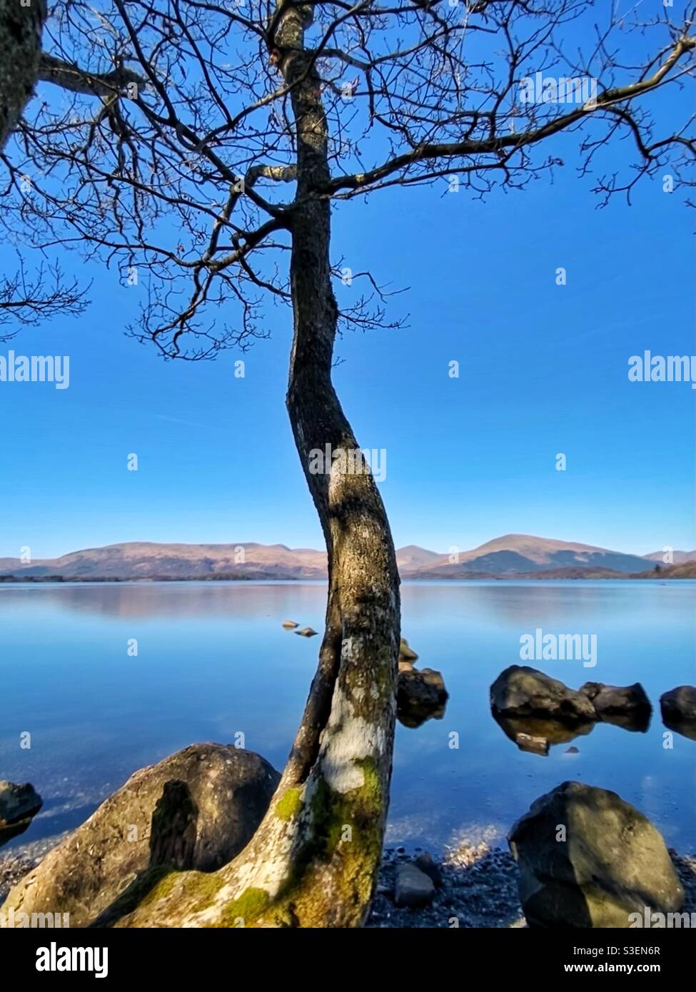 Tree on the shore of Loch Lomond at Milarrochy Bay Stock Photo - Alamy