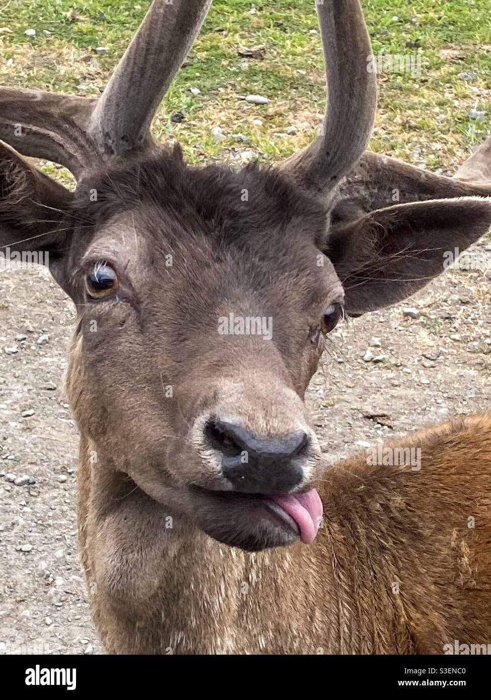 Funny deer tongue hi-res stock photography and images - Alamy