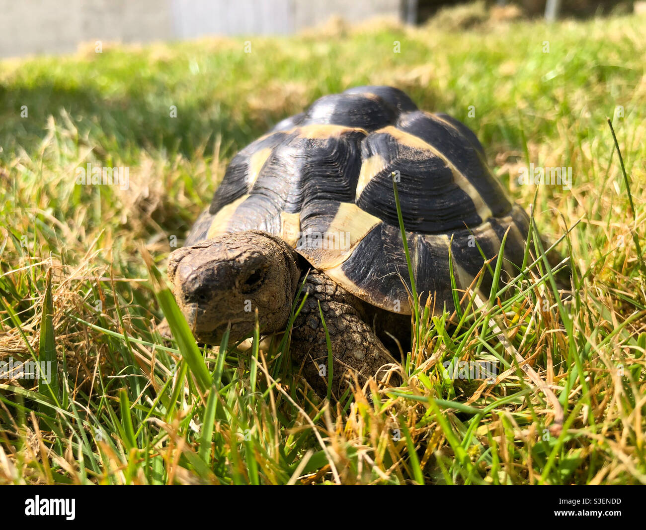 A hermann tortoise exploring a grass lawn. - Smartphone Captured Stock Image