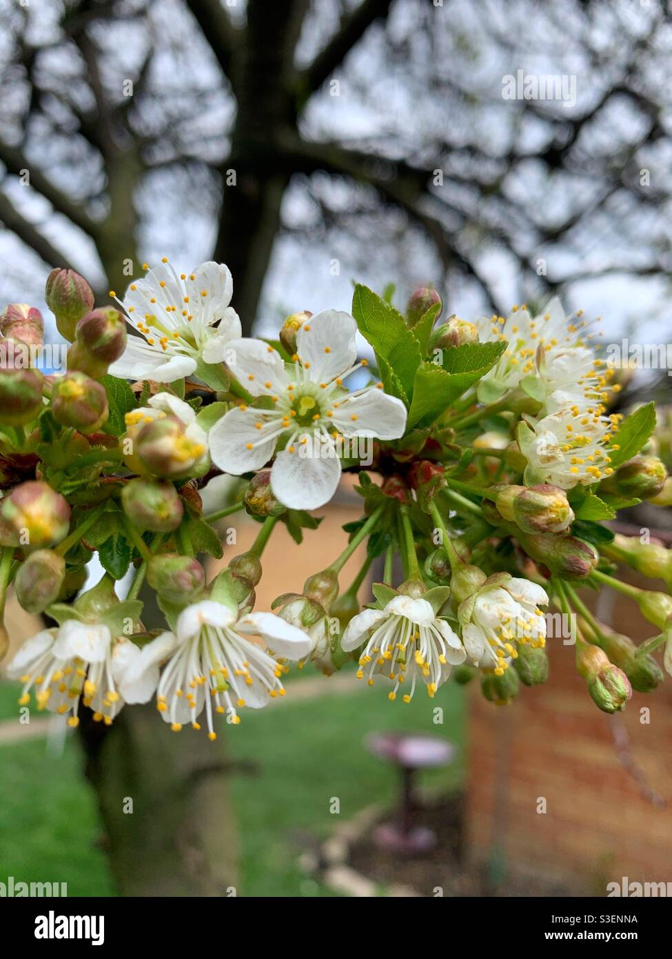 Spring pear tree flowers in full bloom. Stock Photo
