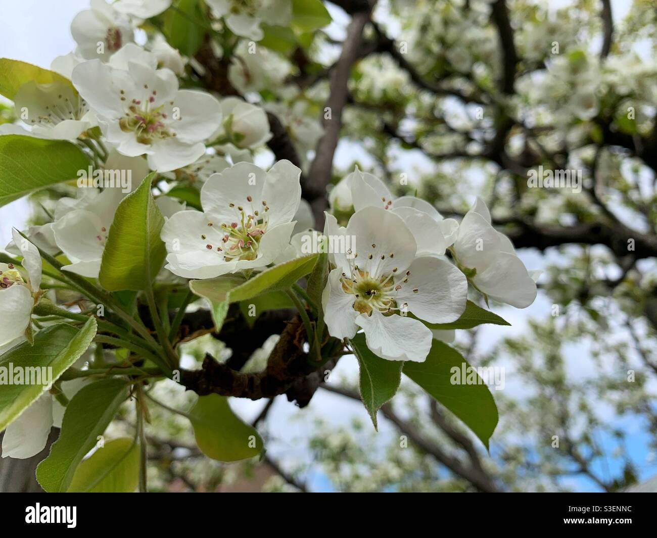 Spring pear tree flowers in full bloom. Stock Photo