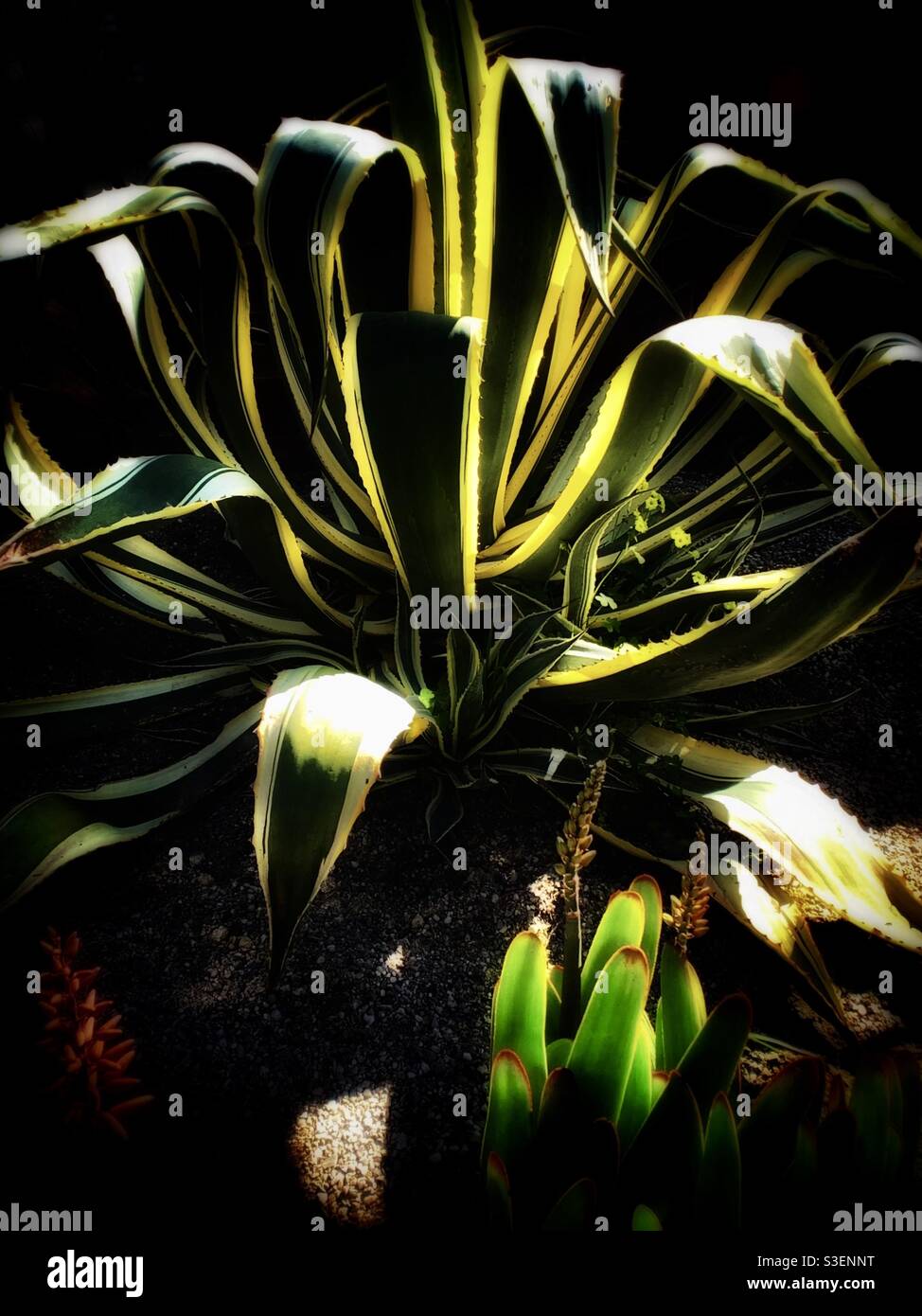 The Agave attenuata Salm-Dyck plant among the others in the drama lighting depiction Stock Photo