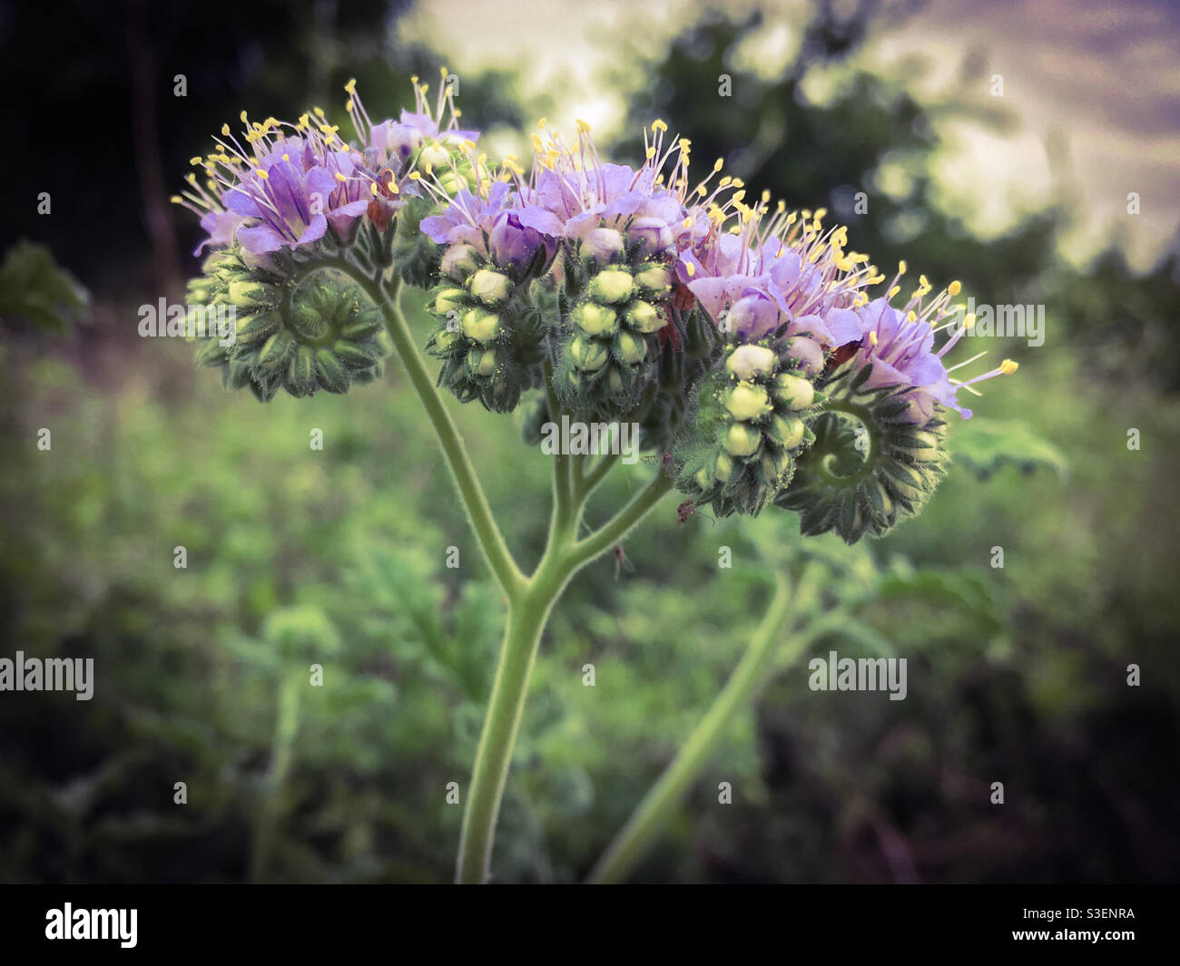 Texas nature parks hi-res stock photography and images - Alamy