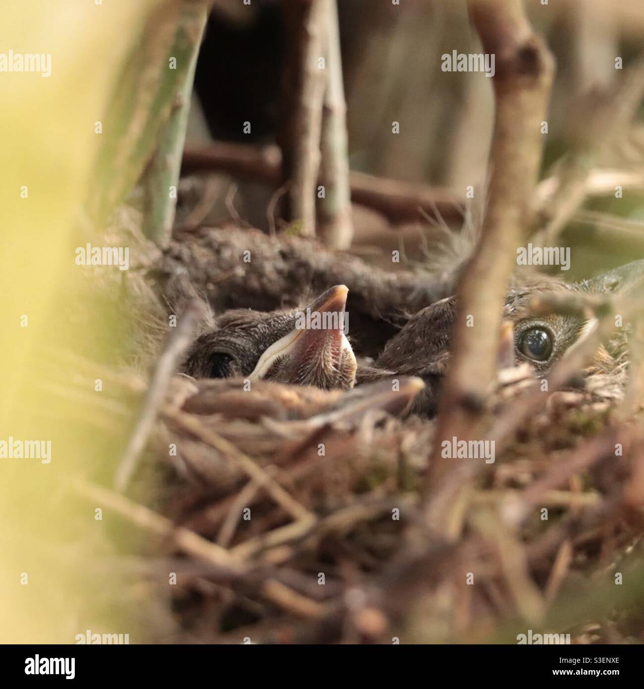 Blackbird chicks in a nest - Smartphone Captured Stock Image