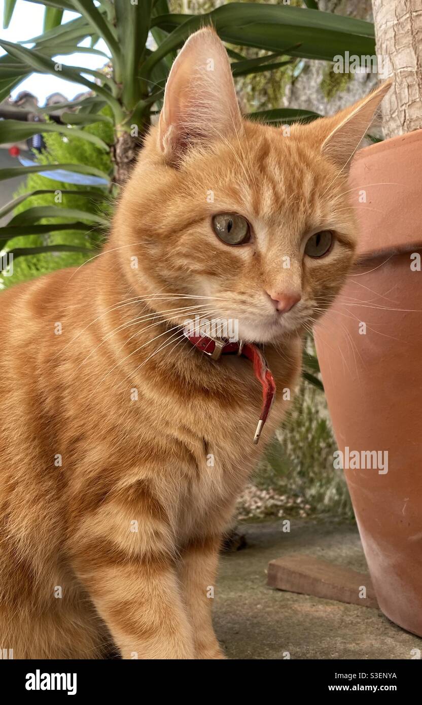 Young ginger tomcat - Smartphone Captured Stock Image