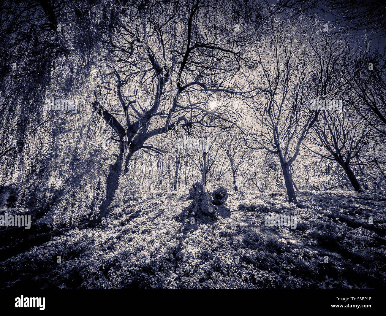 Clearing in woodland with tree stump and sunlight streaming through trees - Smartphone Captured Stock Image