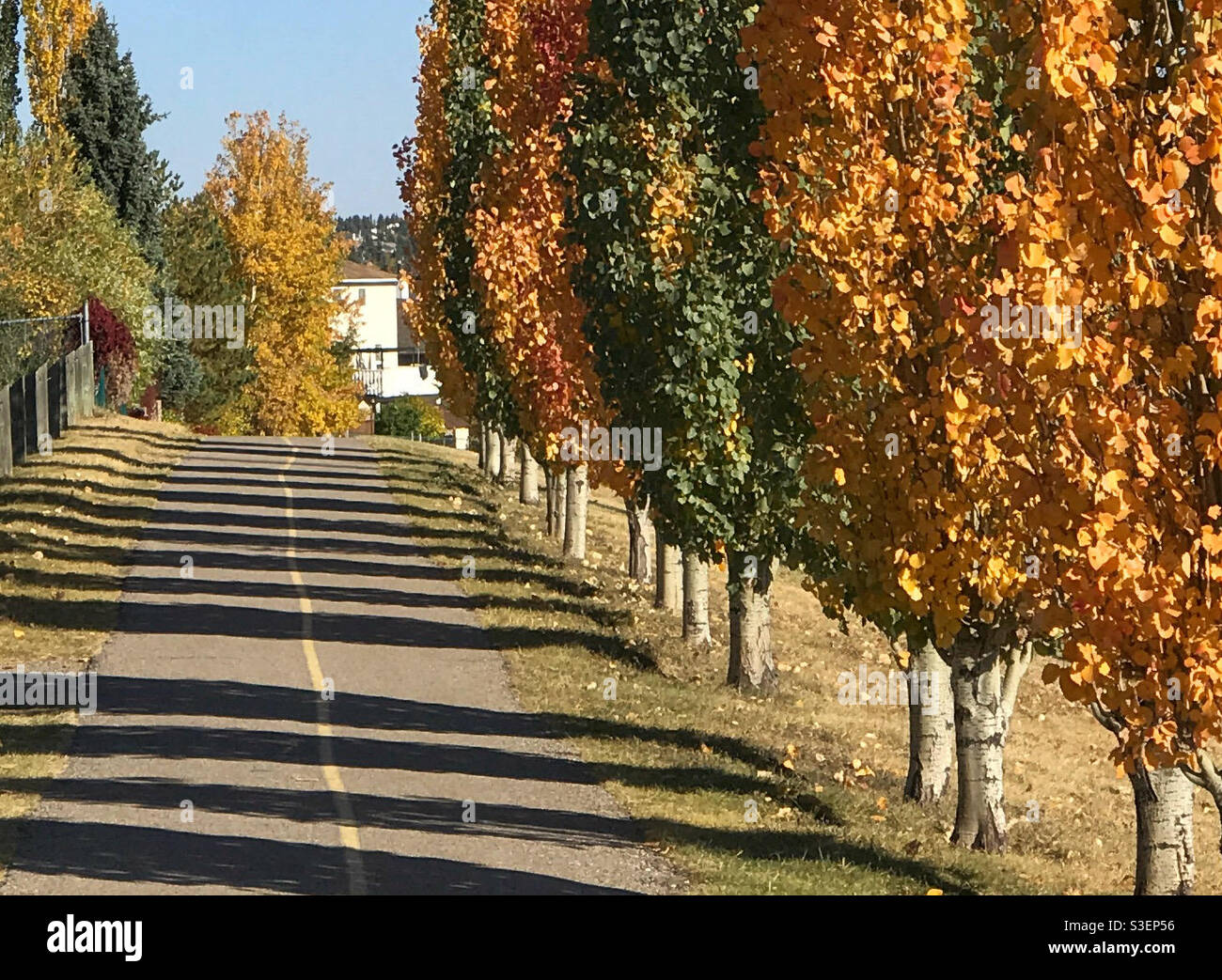 Autumnal poplar trees and their fall colours, with long shadows creating stripes across a pathway. Calgary, Alberta, Canada. Stock Photo