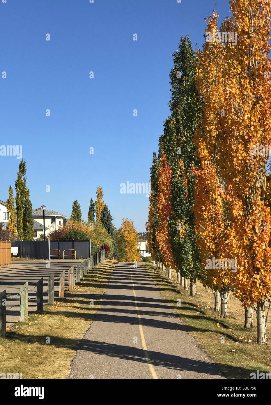 Autumnal poplar trees in their fall colours, casting shadow stripes across a pathway. Calgary, Alberta, Canada. Stock Photo
