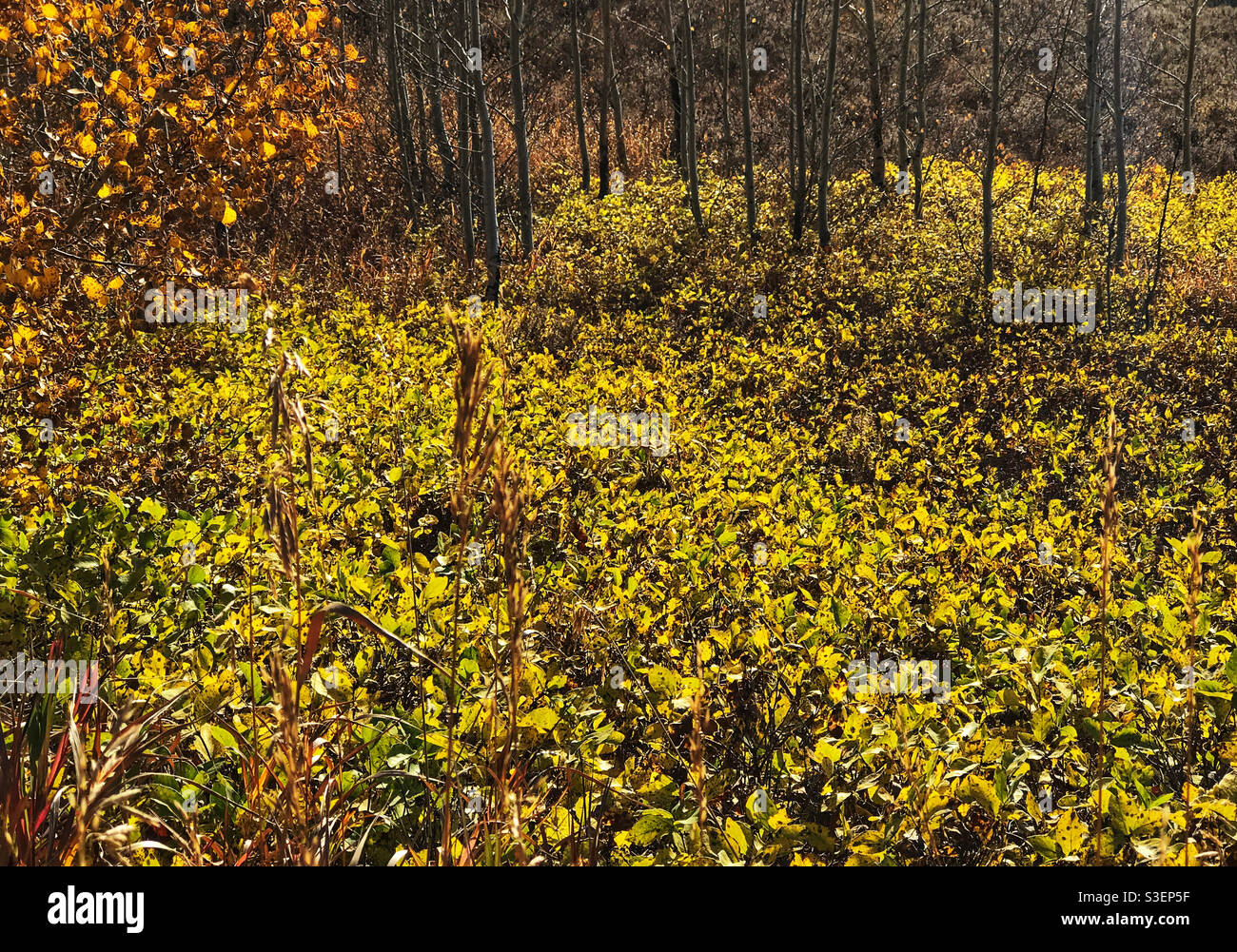 Backlit autumnal leaves on shrubbery at Glenbow Ranch provincial park, near Calgary, Alberta, Canada. - Smartphone Captured Stock Image