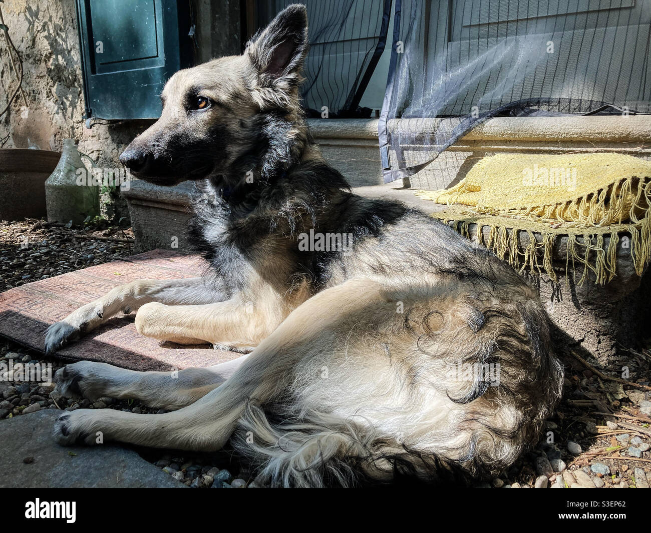 A puppy wolf dog Stock Photo