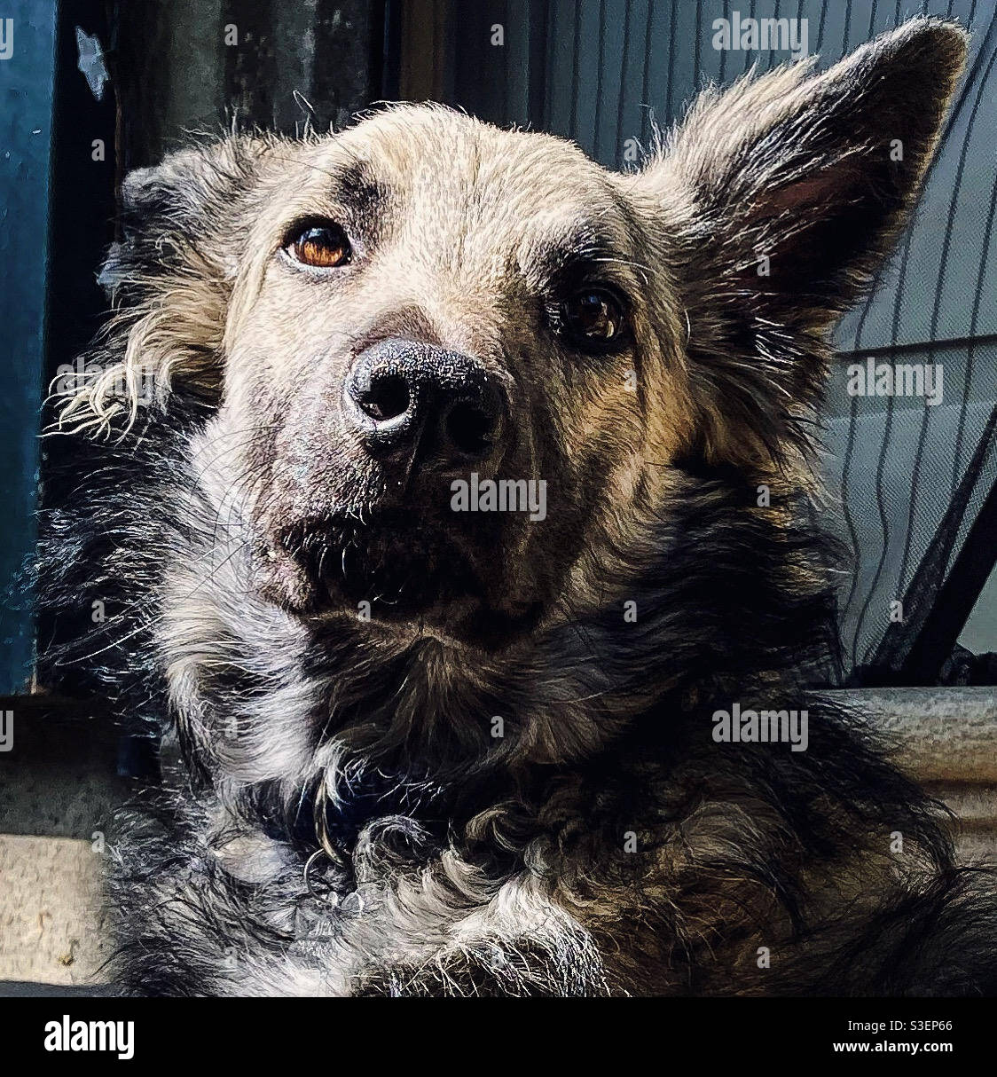 Portrait of a puppy wolf dog Stock Photo