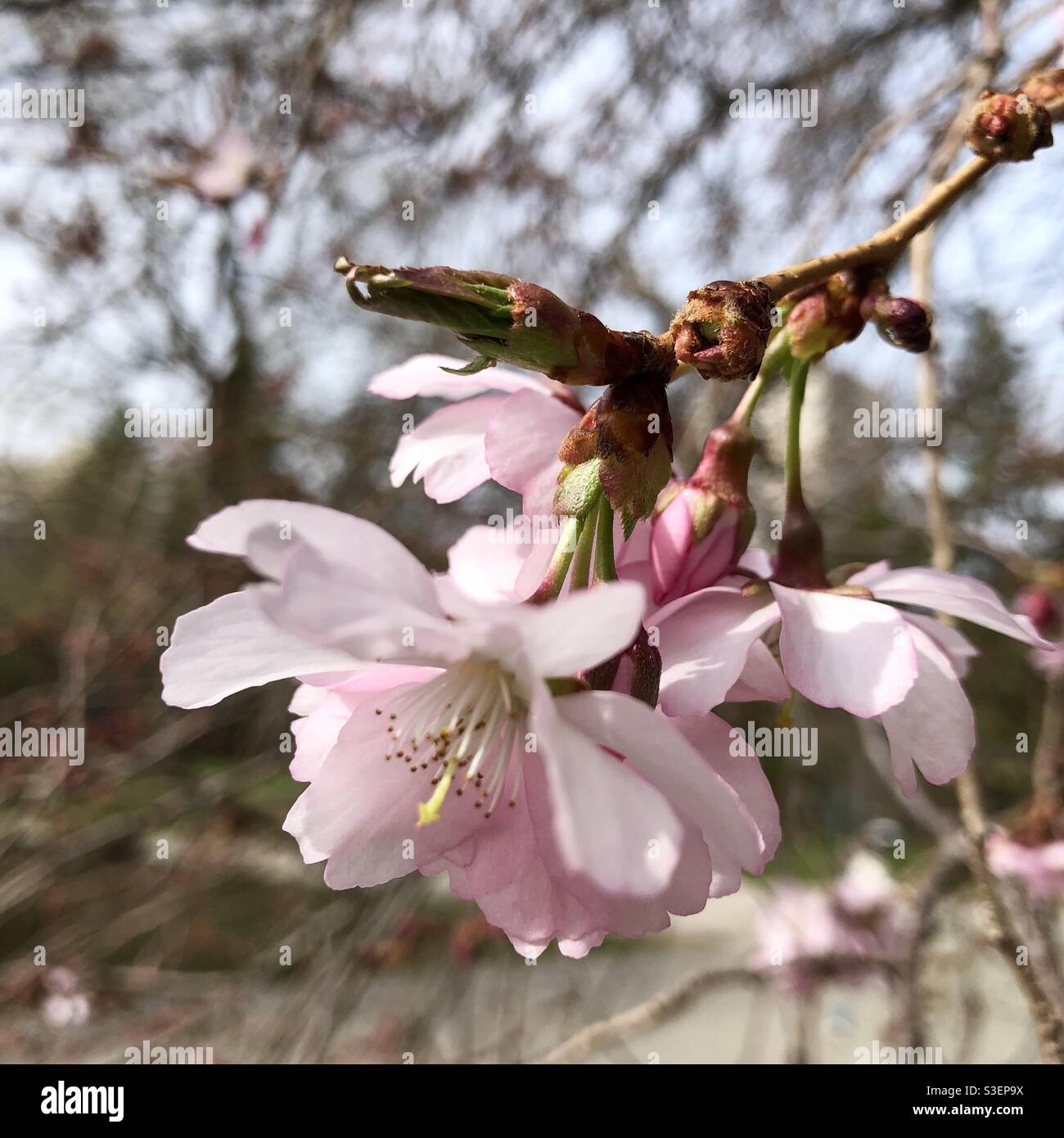 Cherry blossom branch traditional hi-res stock photography and images ...