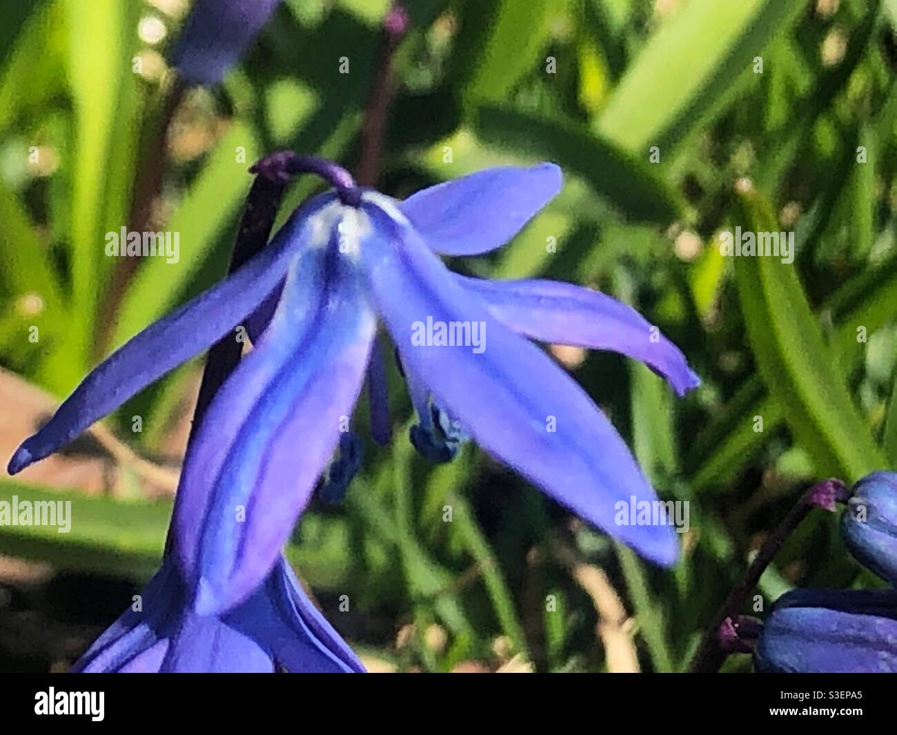Spring season flower hi-res stock photography and images - Alamy