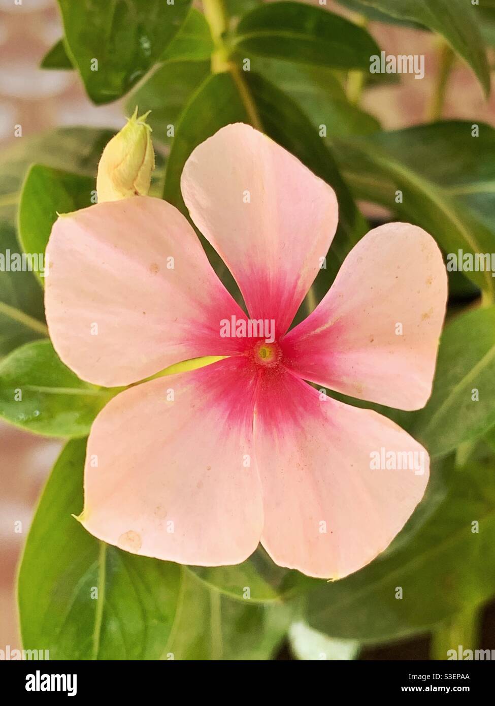 Pink periwinkle flower Stock Photo