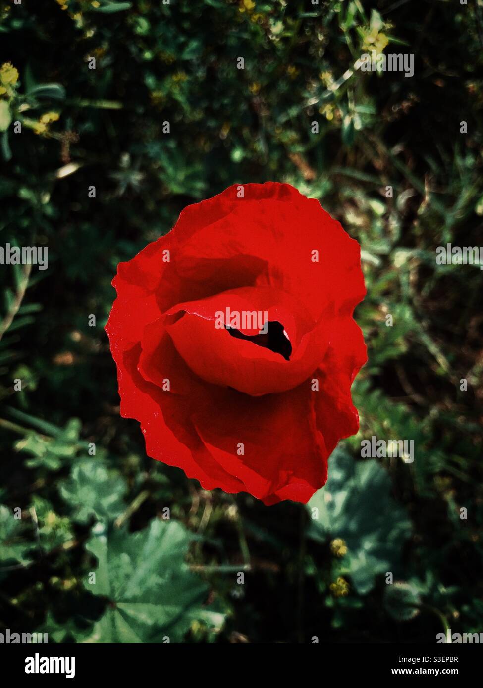 Wild poppy close up shot from top view - Smartphone Captured Stock Image