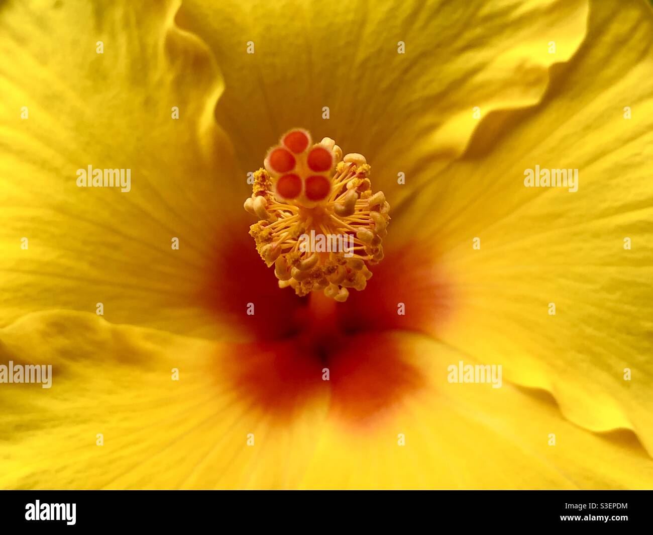 Yellow hibiscus Stock Photo