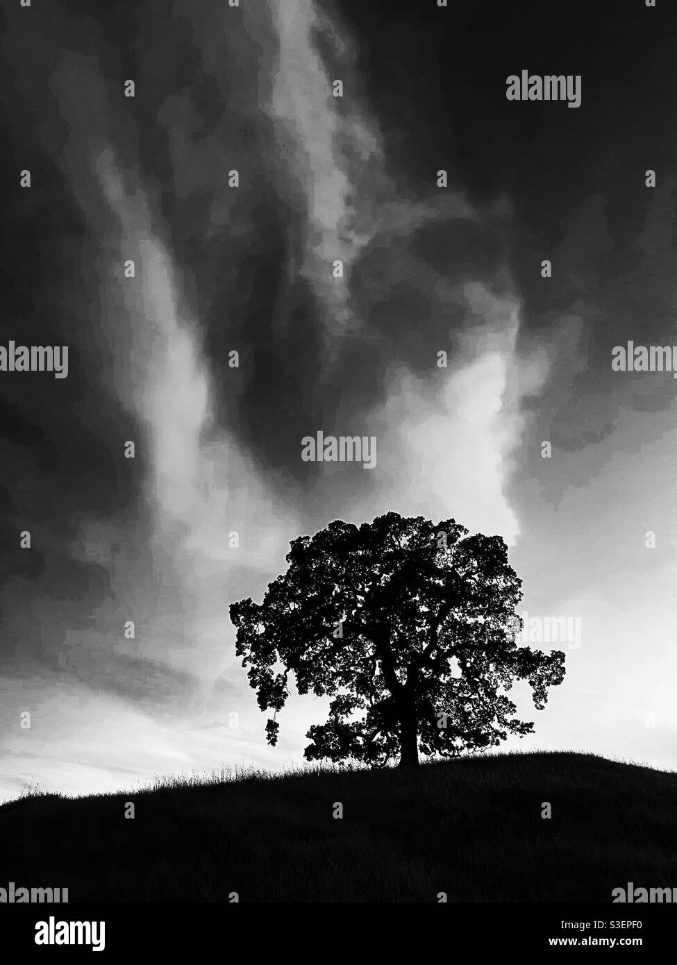 Oak tree on hill with dramatic sky, in black and white - Smartphone Captured Stock Image