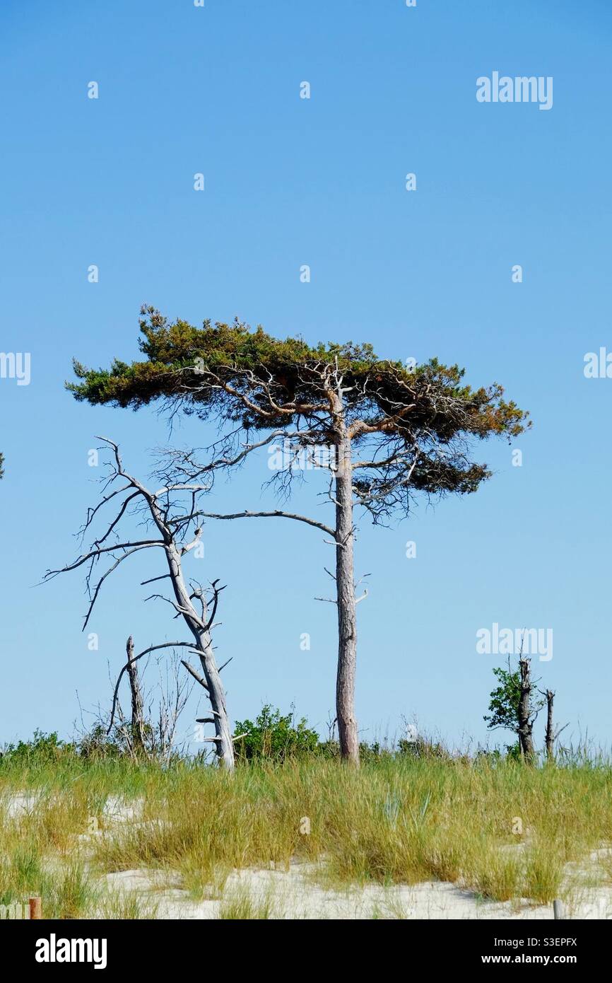 Lonely trees on a sand dune by the Baltic Sea - Smartphone Captured Stock Image