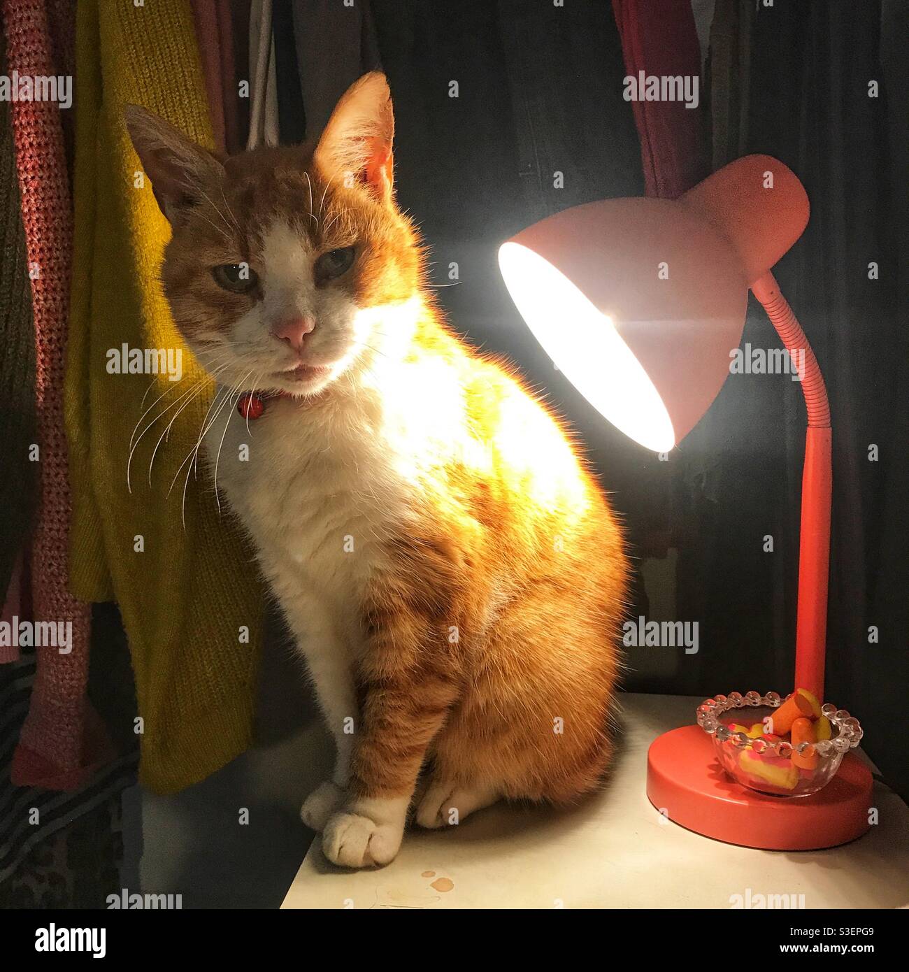 Ginger cat warming himself in front of bedside lamp Stock Photo Alamy