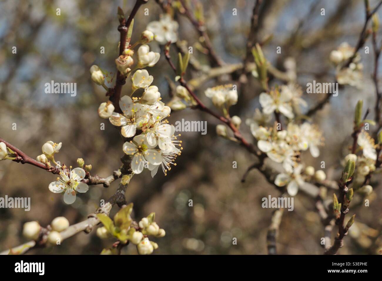 Spring blossom on a plum tree Stock Photo