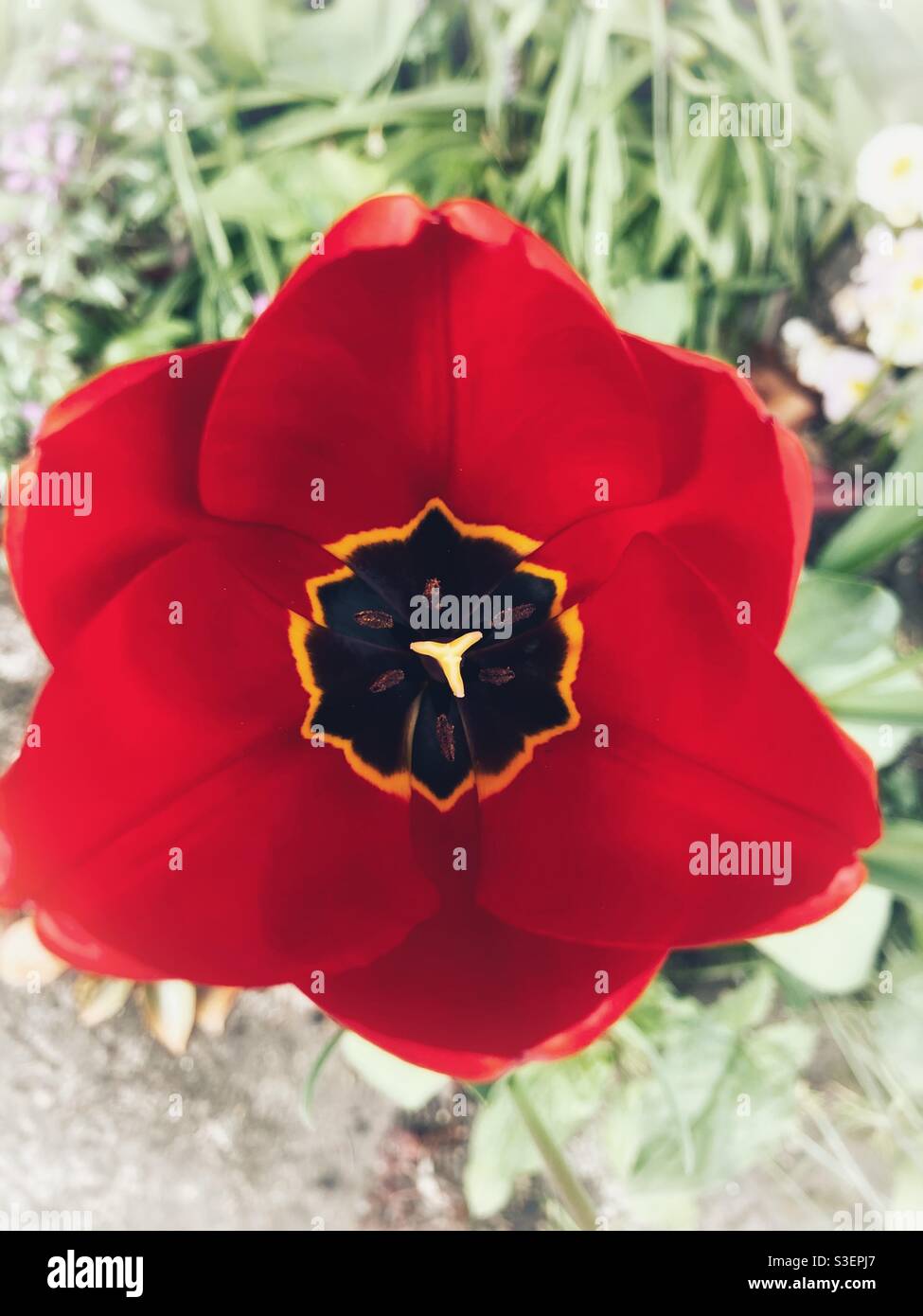 Close up of the inside of a red tulip from directly above showing red petals/ tepals Stock Photo