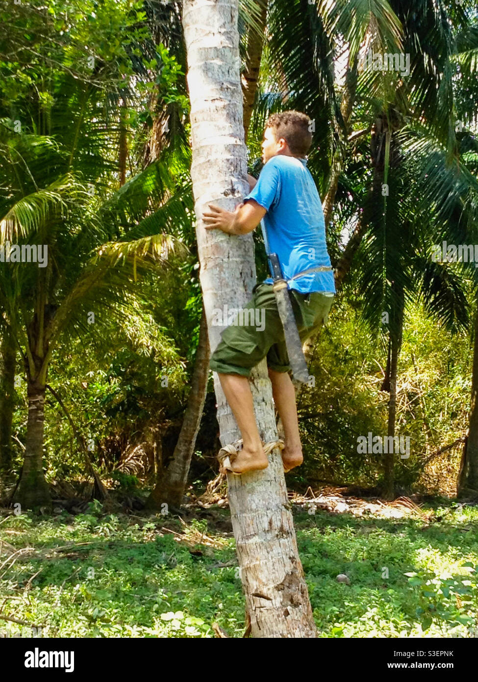 Young boy climbing coconut tree barefoot with strap and machete to cut down coconuts in jungle in Alexander Humboldt national park, Cuba Stock Photo