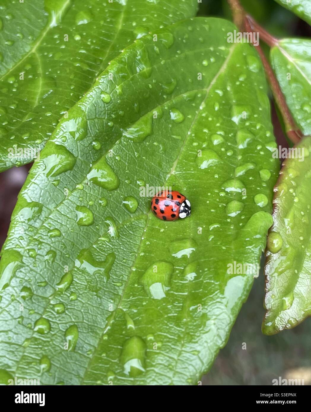 Asian lady beetle on green leaf with raindrops - Smartphone Captured Stock Image