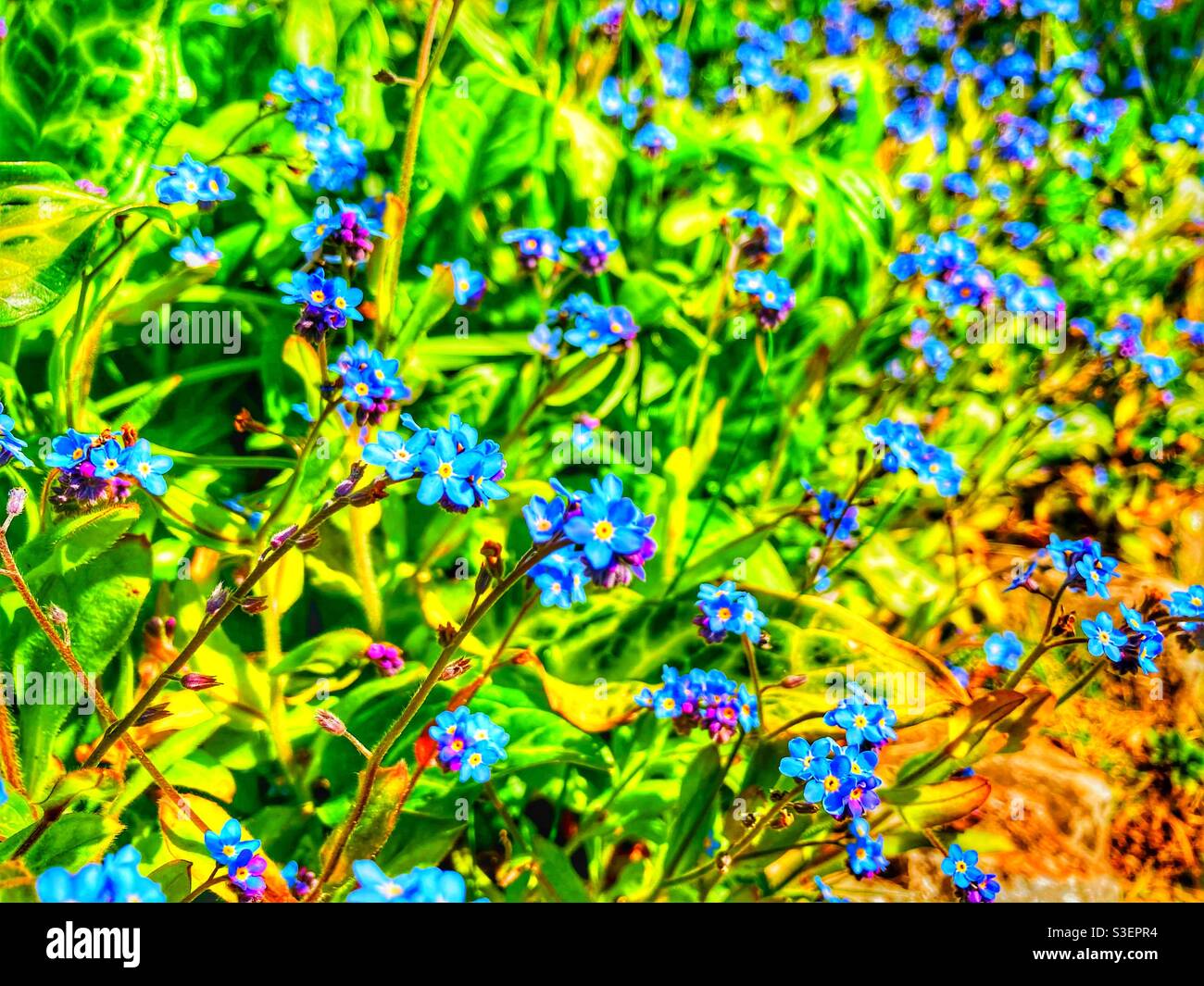 Blue forget-me-nots ( also known an scorpion grass and myosotis) flowering in the garden in bright colours Stock Photo