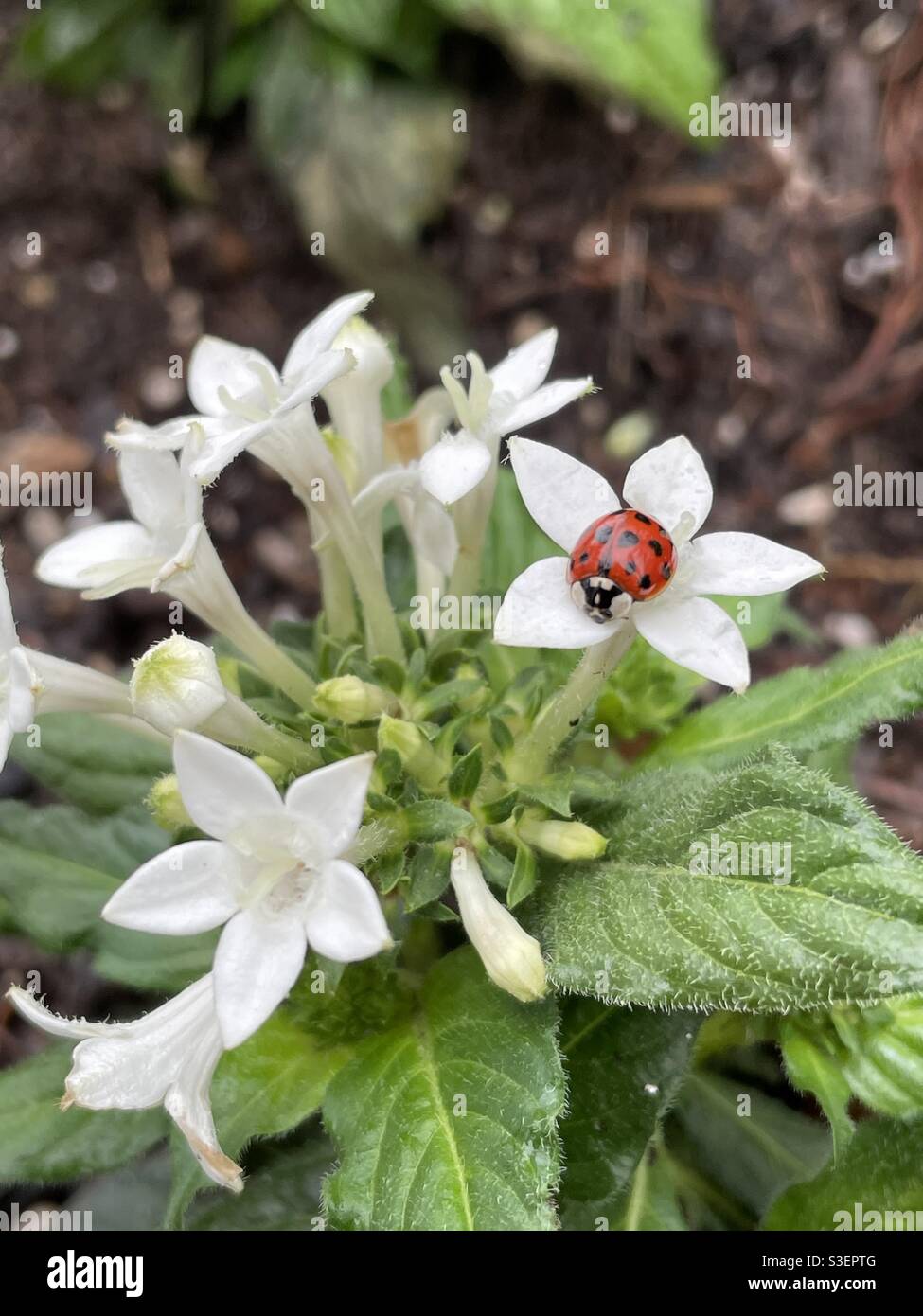 Red and black Asian lady beetle, ladybug, on white flowers - Smartphone Captured Stock Image