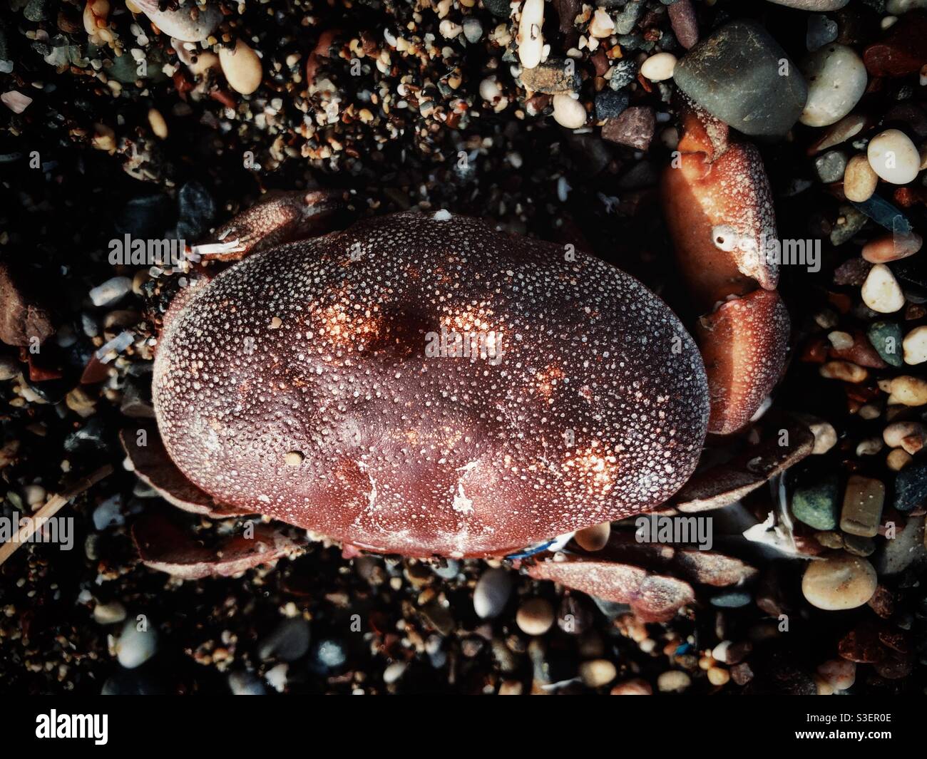 Close up shot of a crab from top view - Smartphone Captured Stock Image