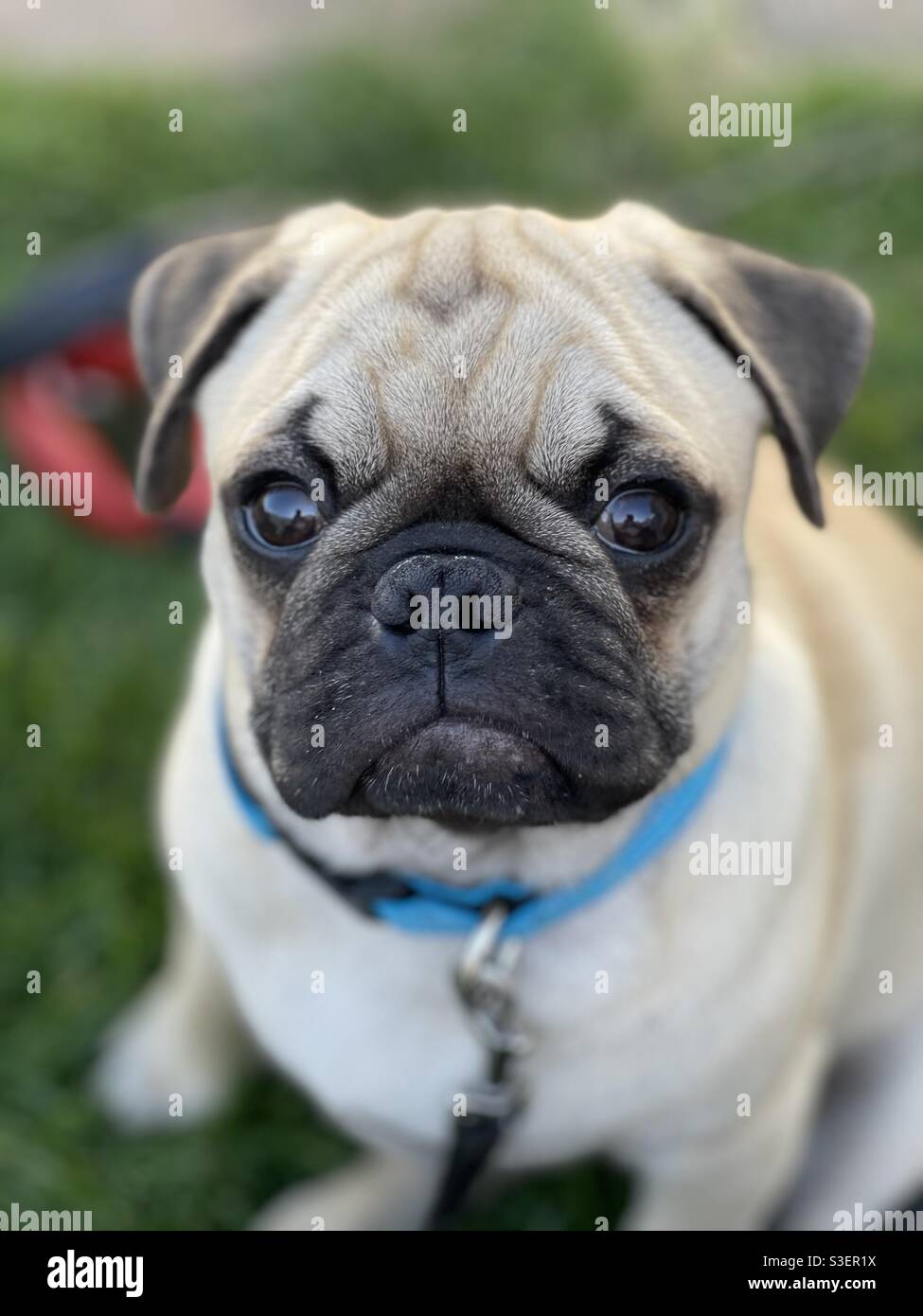 Pug face - Smartphone Captured Stock Image