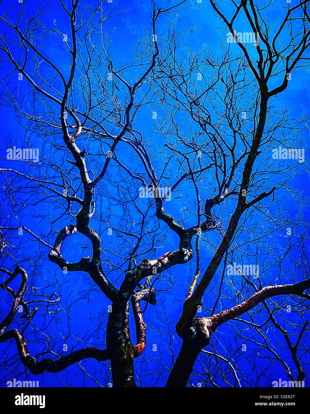 dead tree branches on a blue sky backgtound outdoor Stock Photo