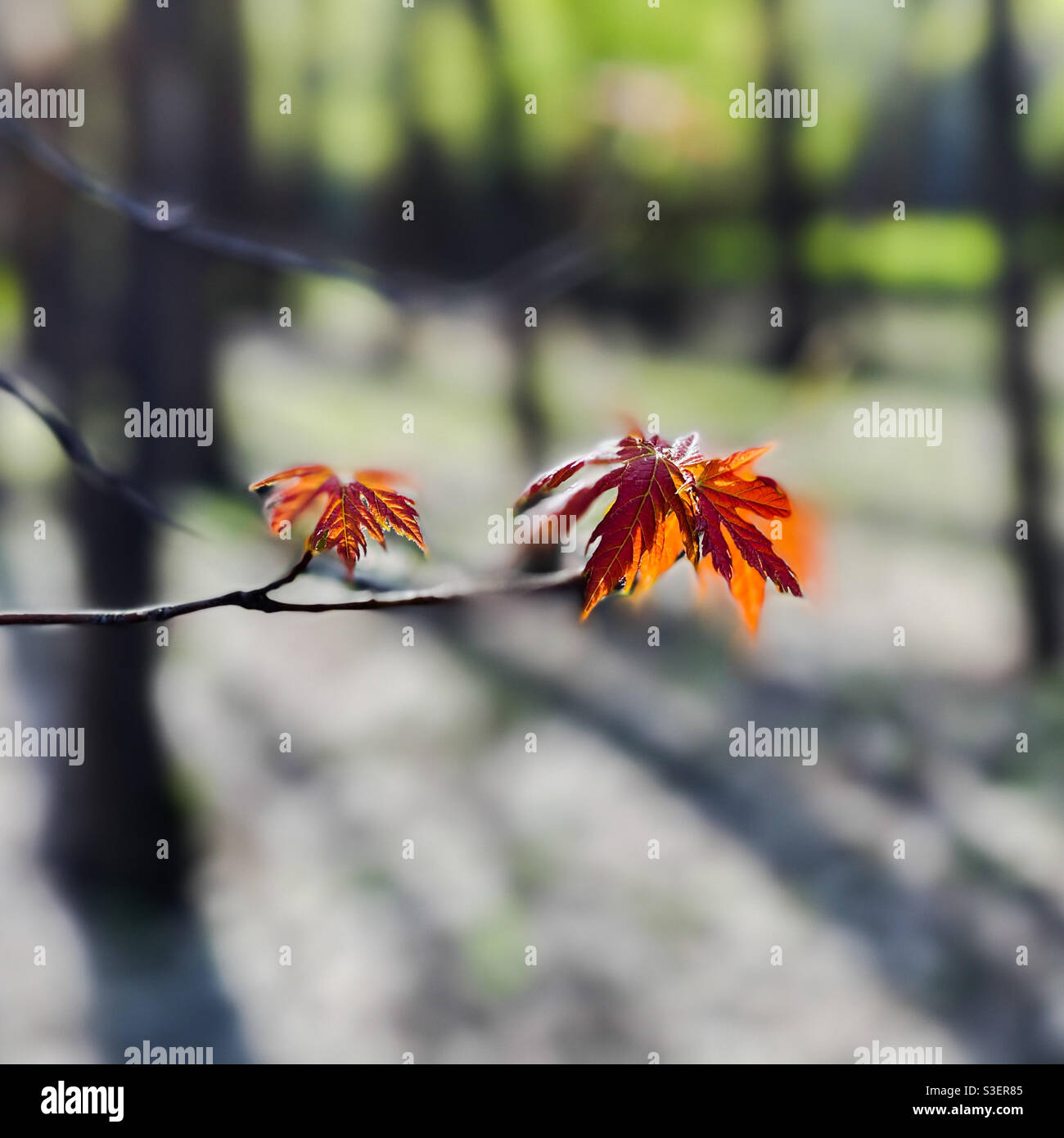 Young silver maple leaves in spring. Stock Photo