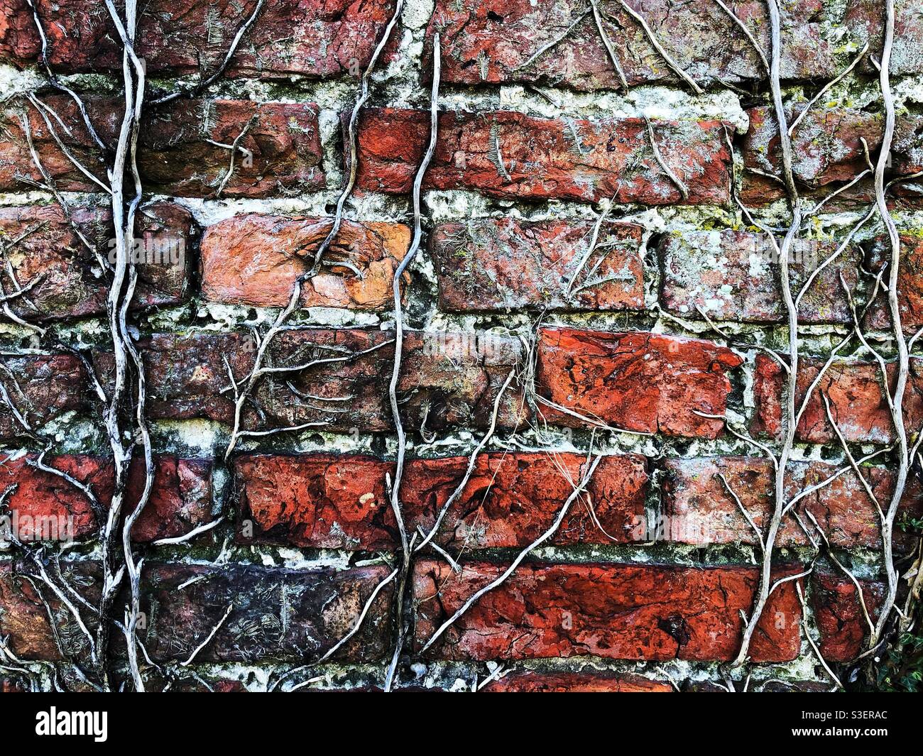 Brick wall texture background with creeping vines covering worn and weathered bricks - Smartphone Captured Stock Image