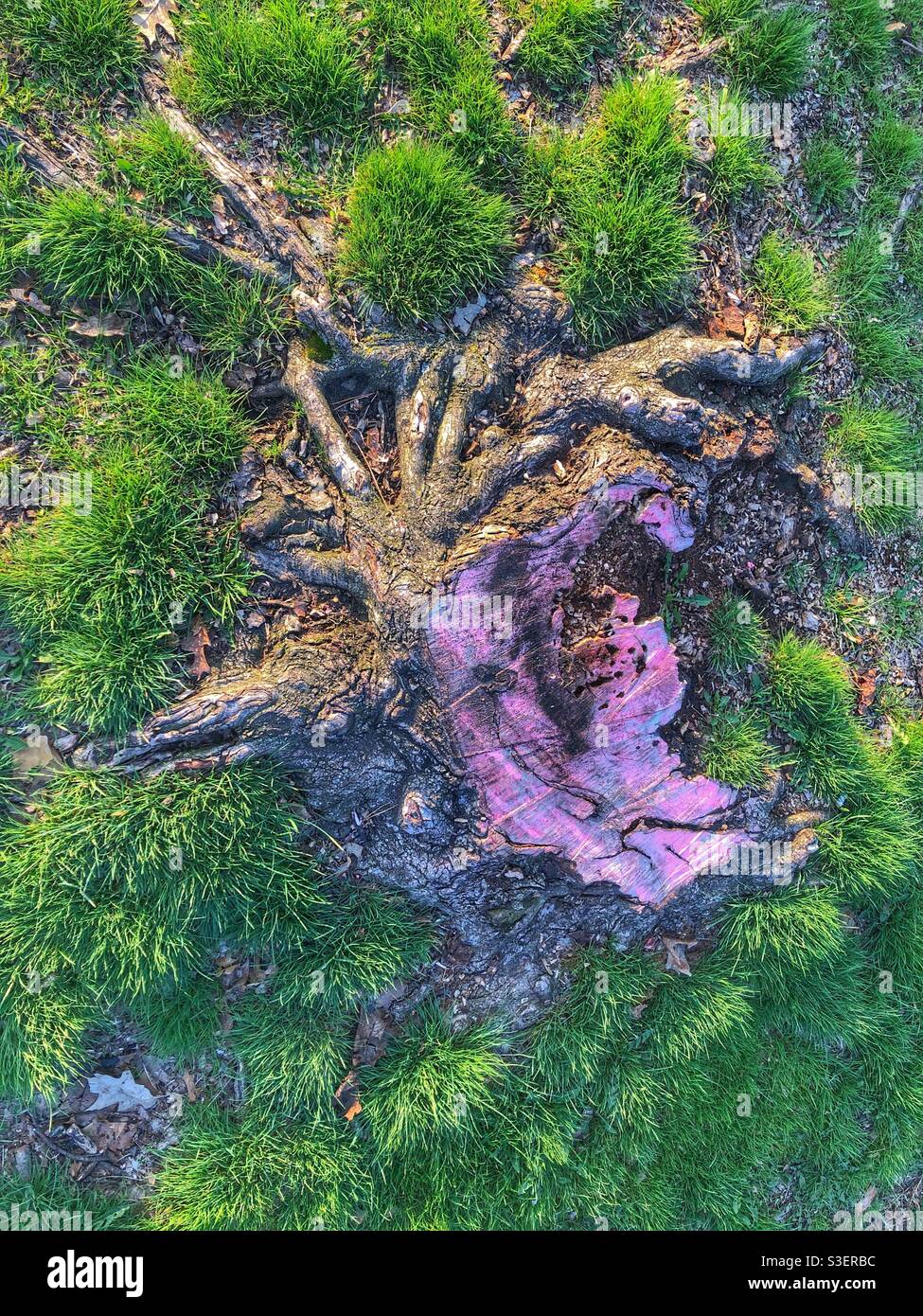 Exposed roots of a chopped tree. - Smartphone Captured Stock Image