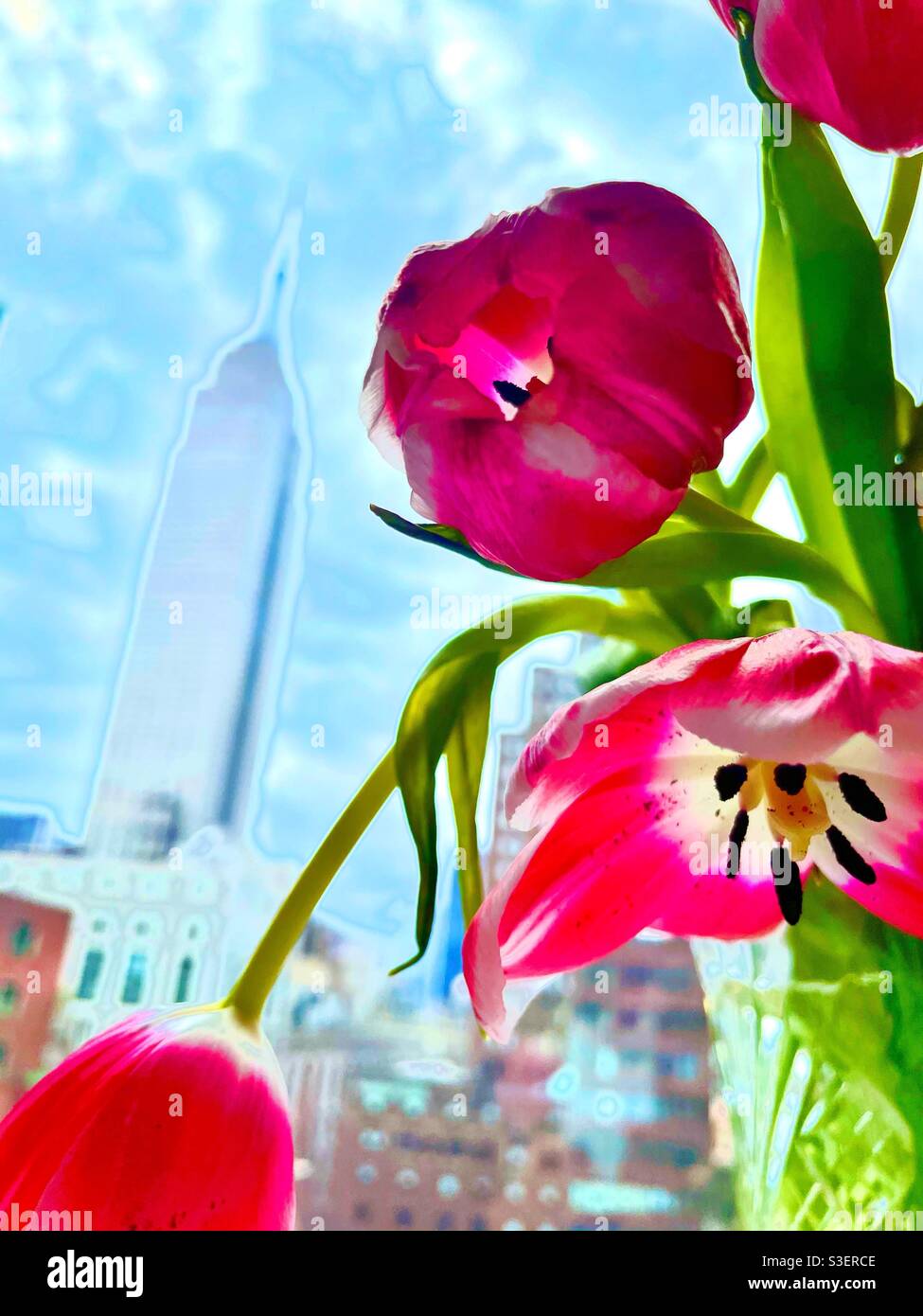 Artistic rendering of tulips with a view of the Empire State building - Smartphone Captured Stock Image
