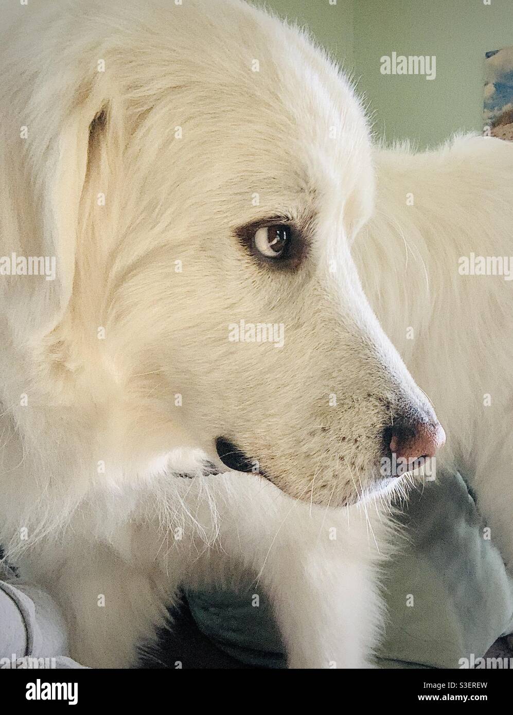 White Great Pyrenees dog face - Smartphone Captured Stock Image