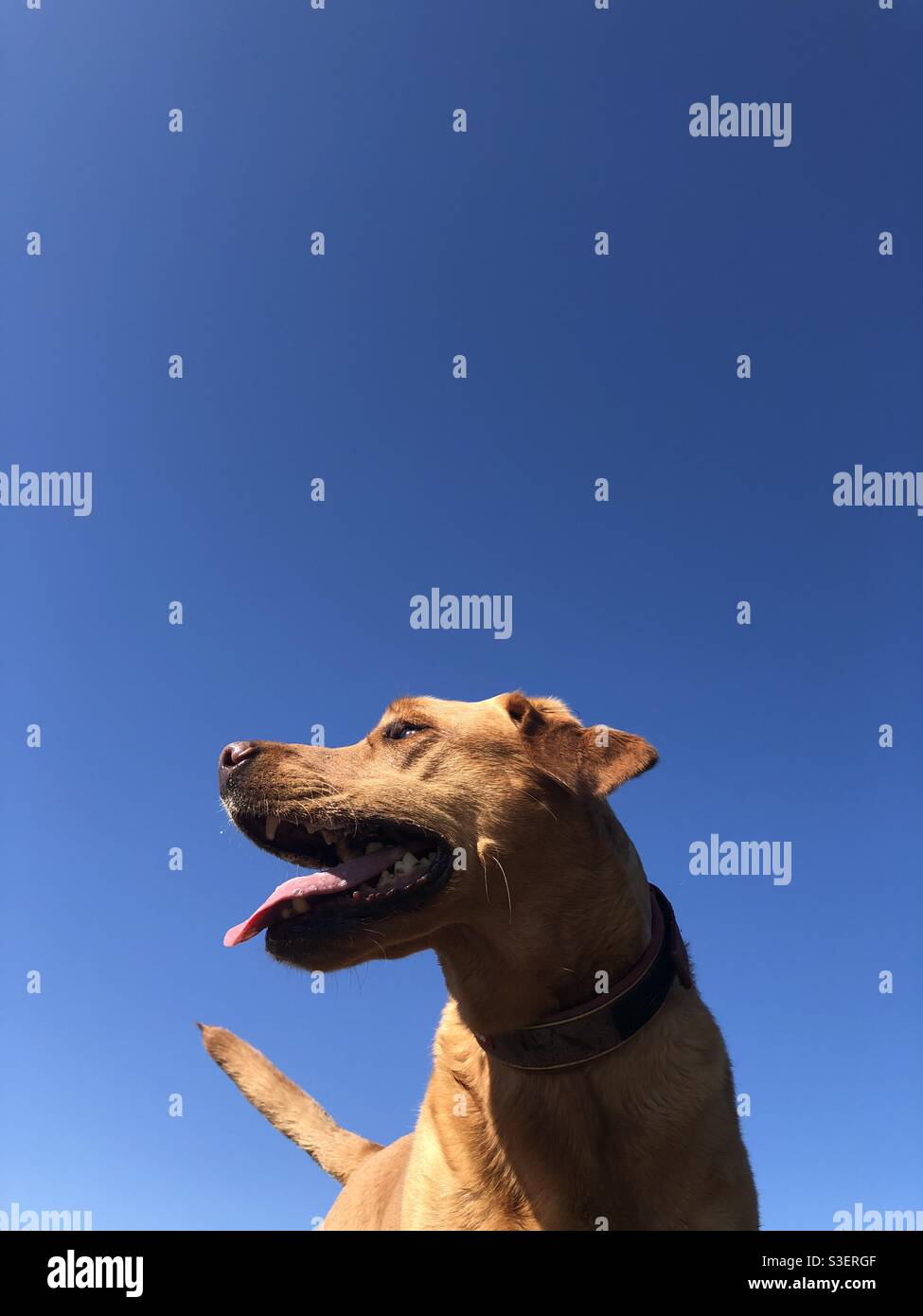 A hot and tired dog on a bright sunny summer day with copy space - Smartphone Captured Stock Image