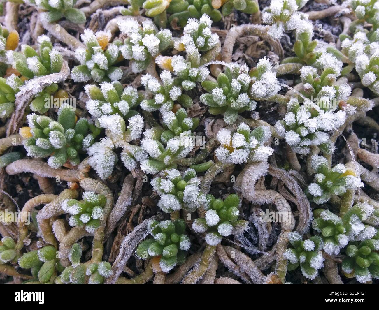 Sedum plant hires stock photography and images Alamy