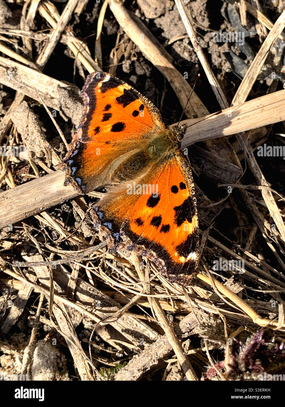 Spring early butterfly basking in the sun Stock Photo