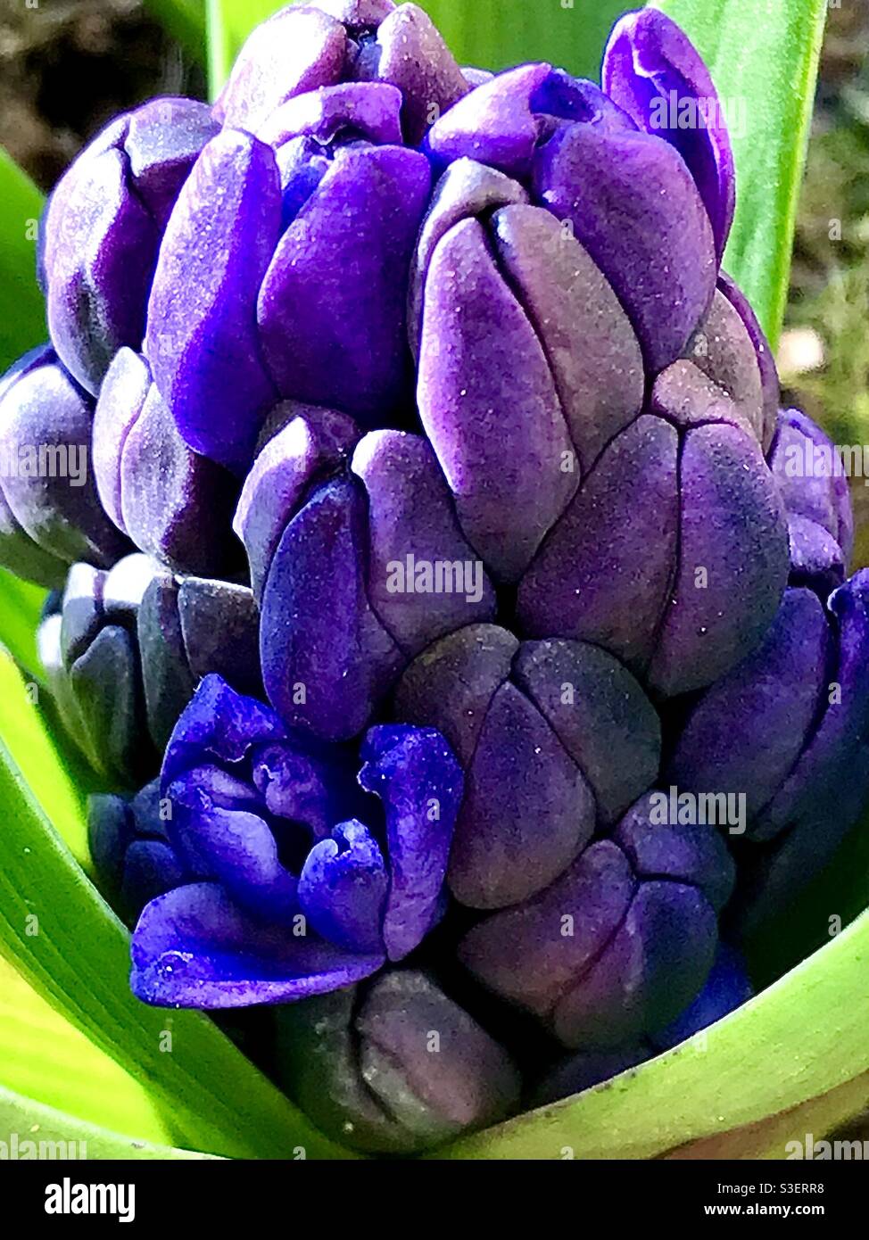 My gorgeous blue hyacinth flower starting to open. April 2021. - Smartphone Captured Stock Image